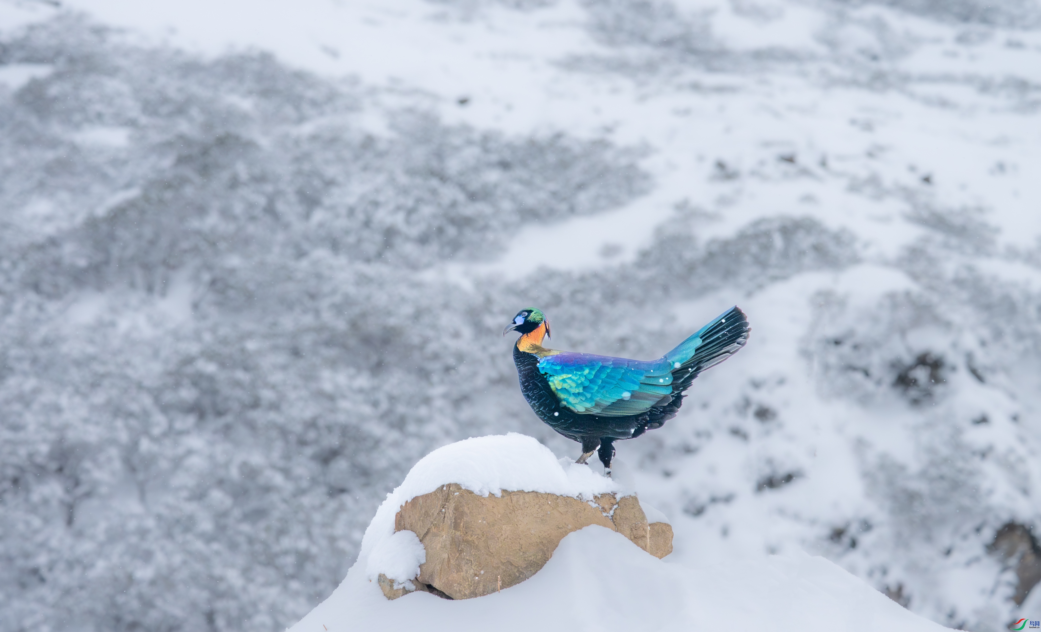 DSC_4115-11.jpg