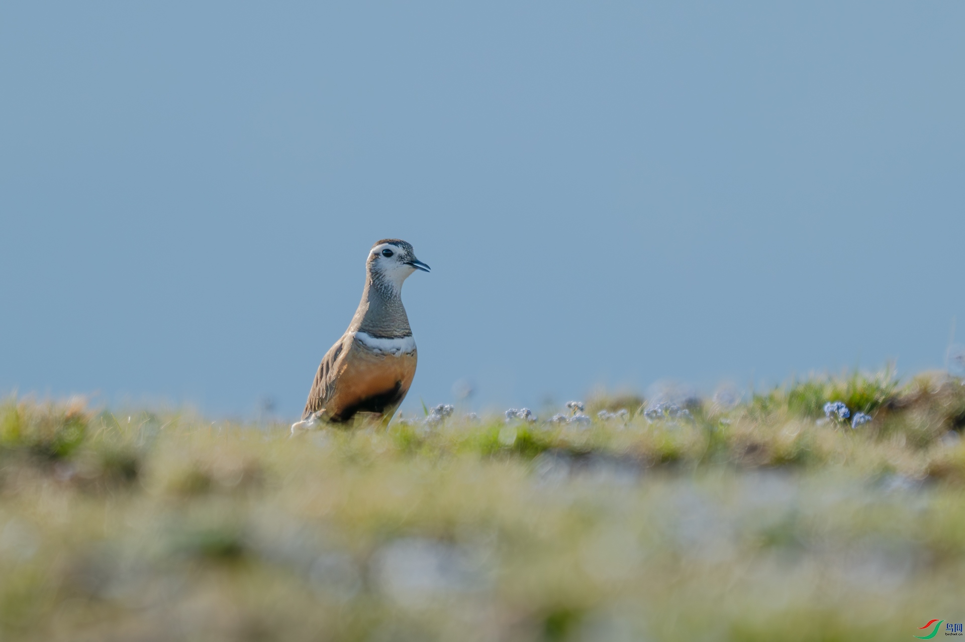 DSC_5981-����ǿ-NR.jpg