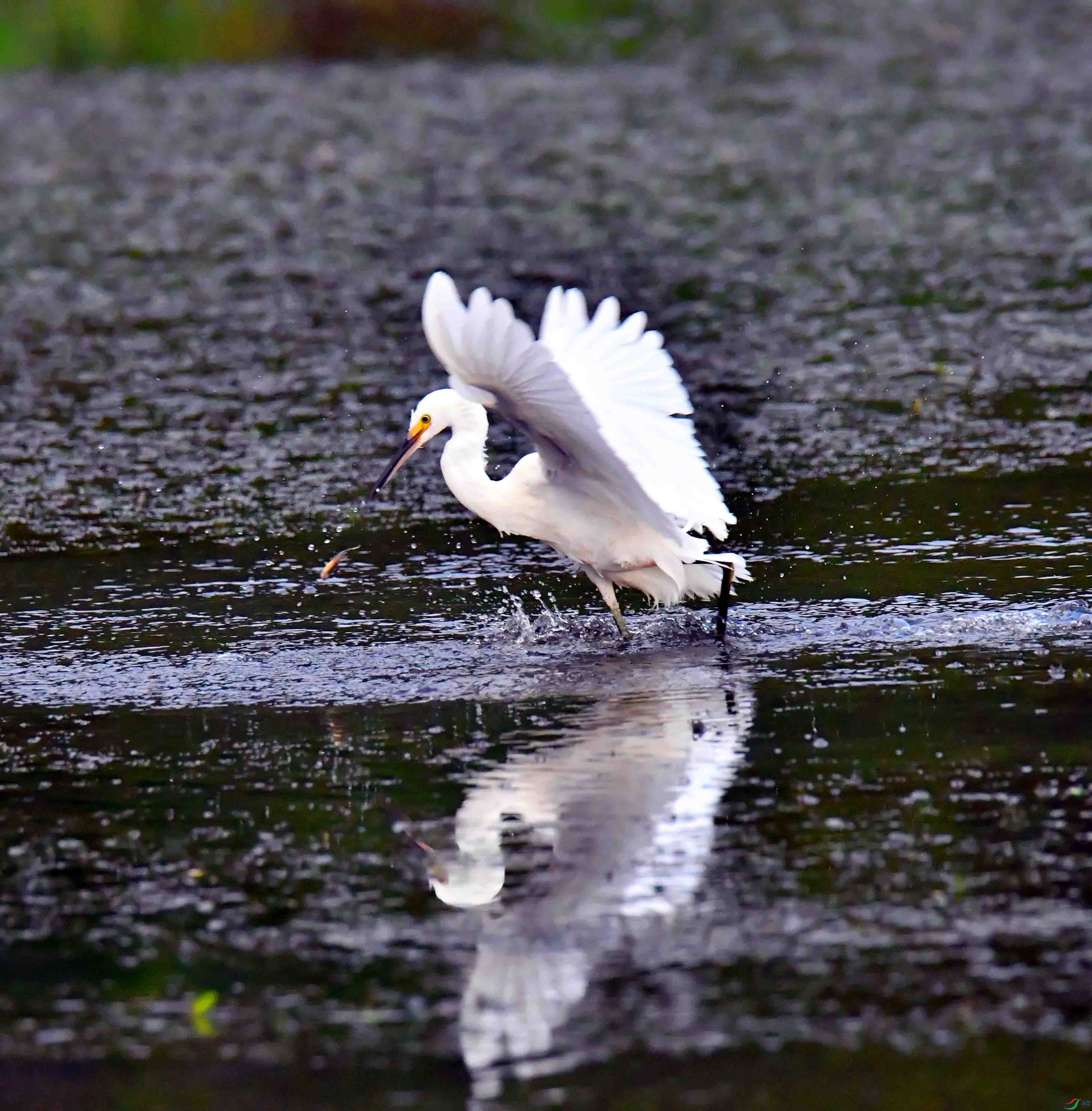 DSC_1239.JPG