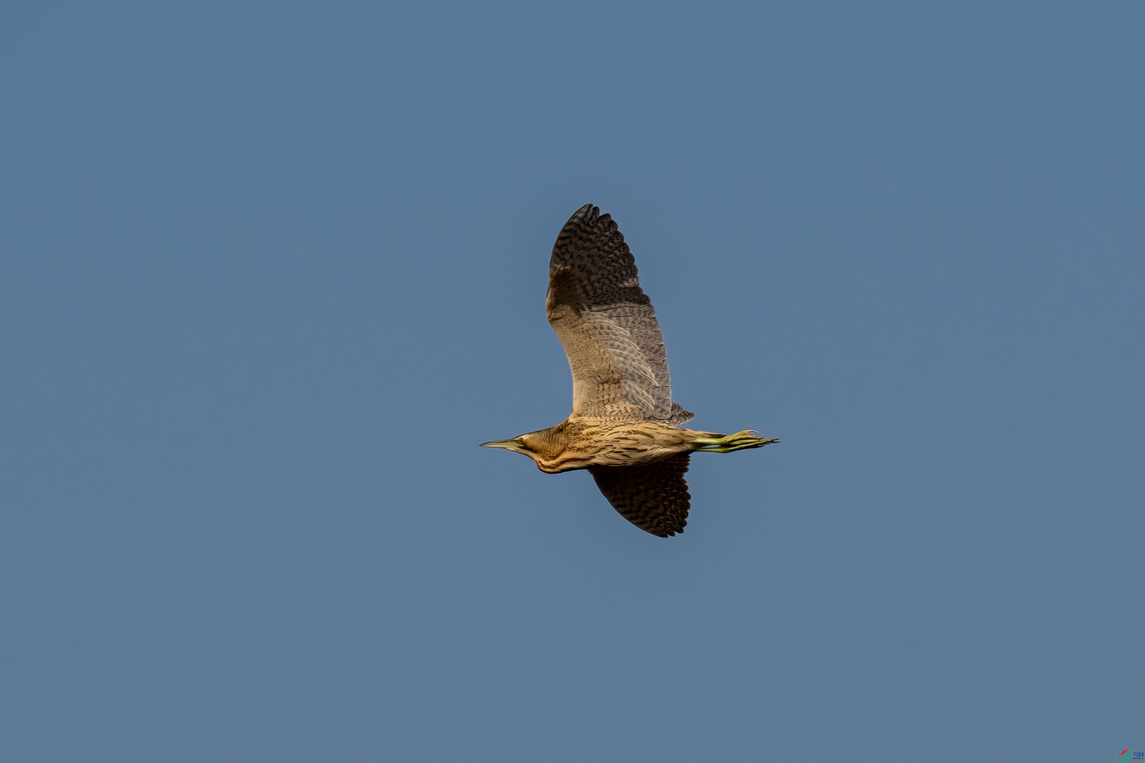 DSC_3489.jpg