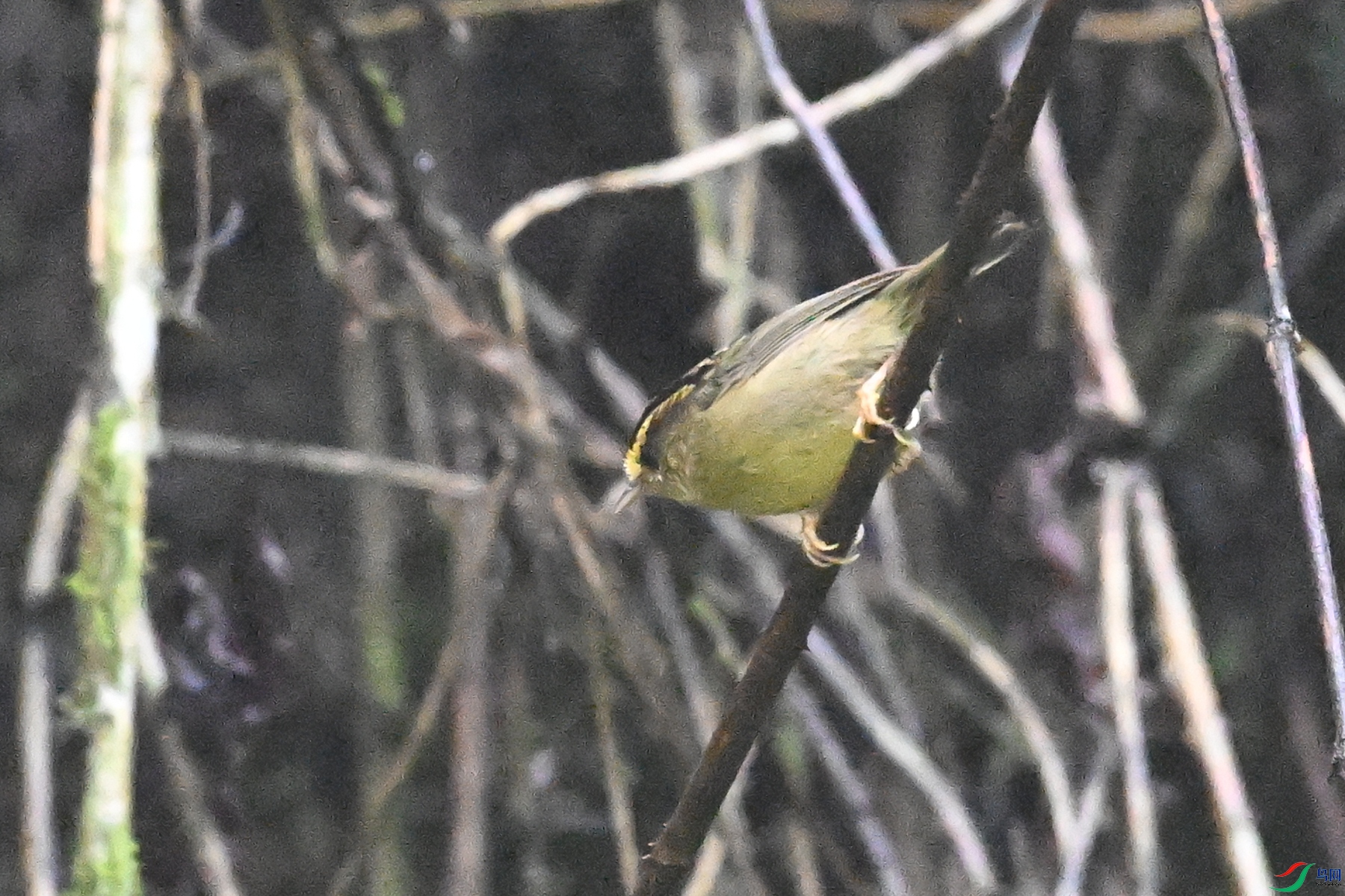 DSC_0335.JPG