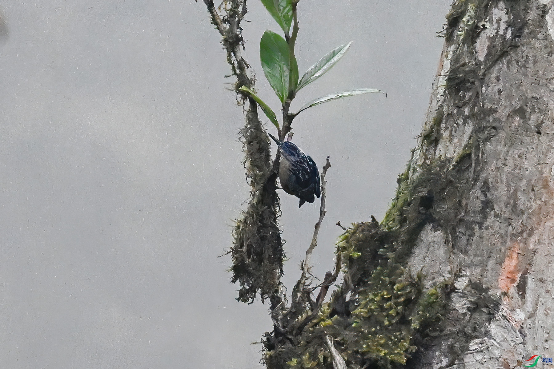 DSC_0425.JPG