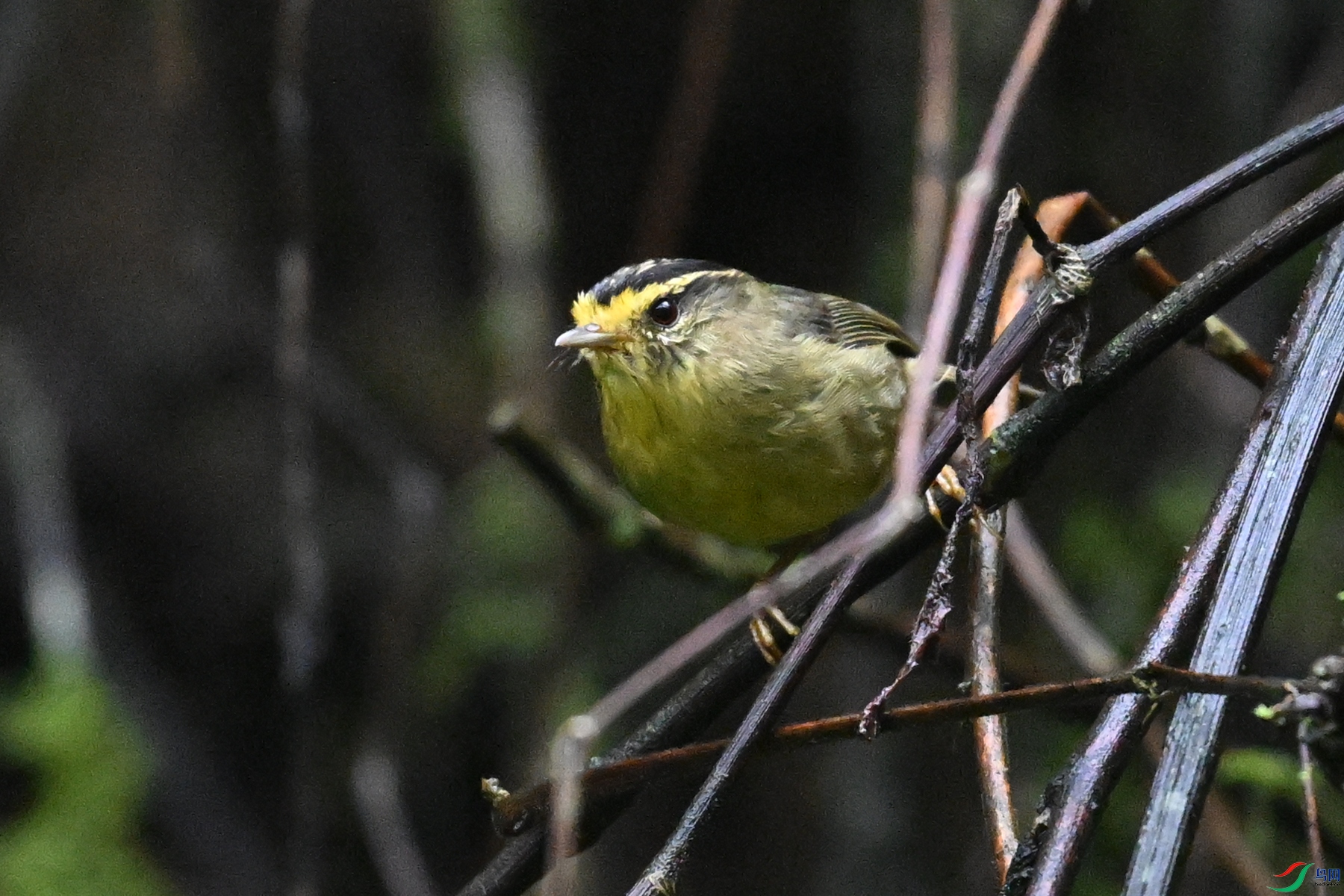 DSC_0345.JPG