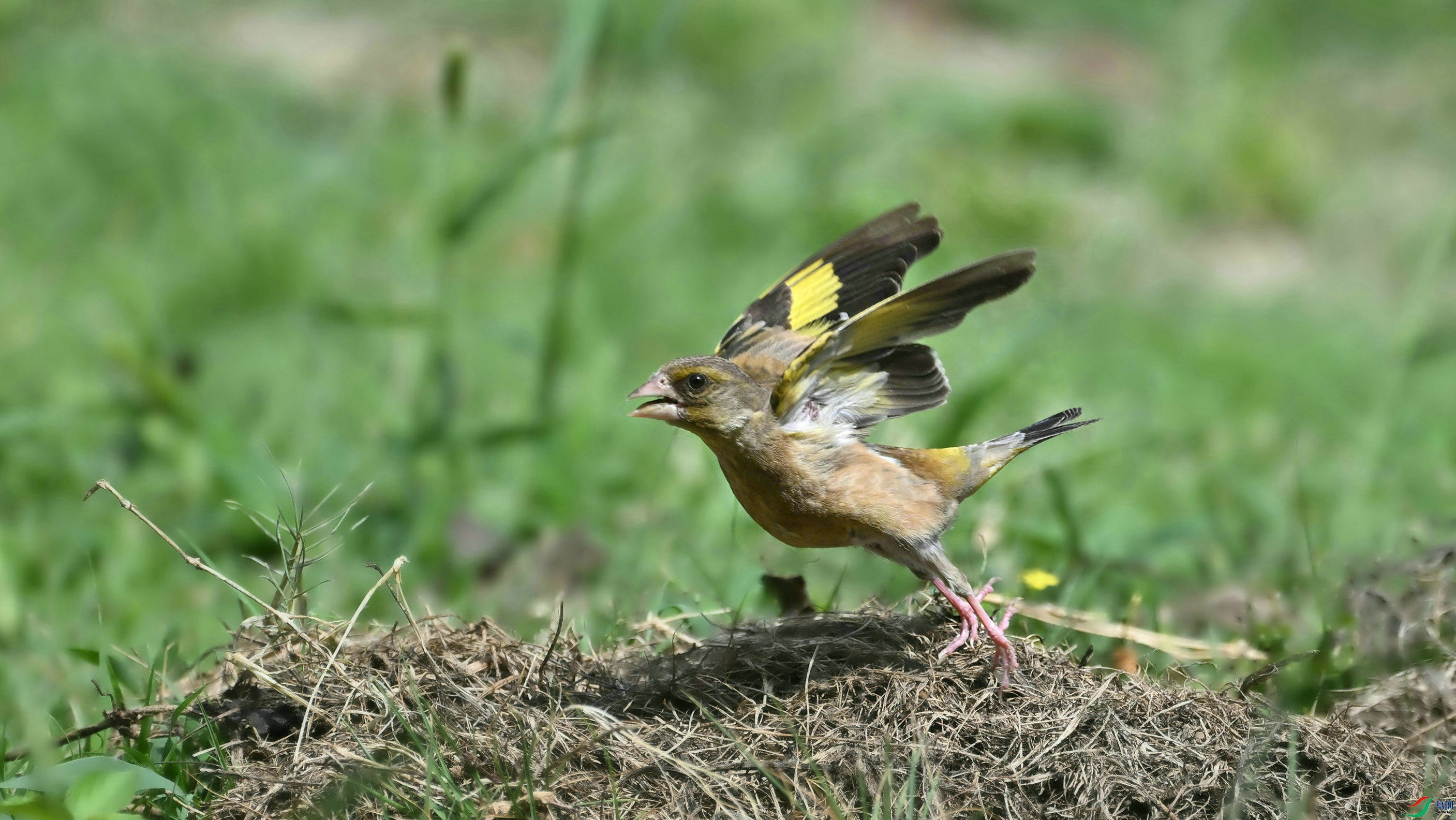 DSC_7283.JPG