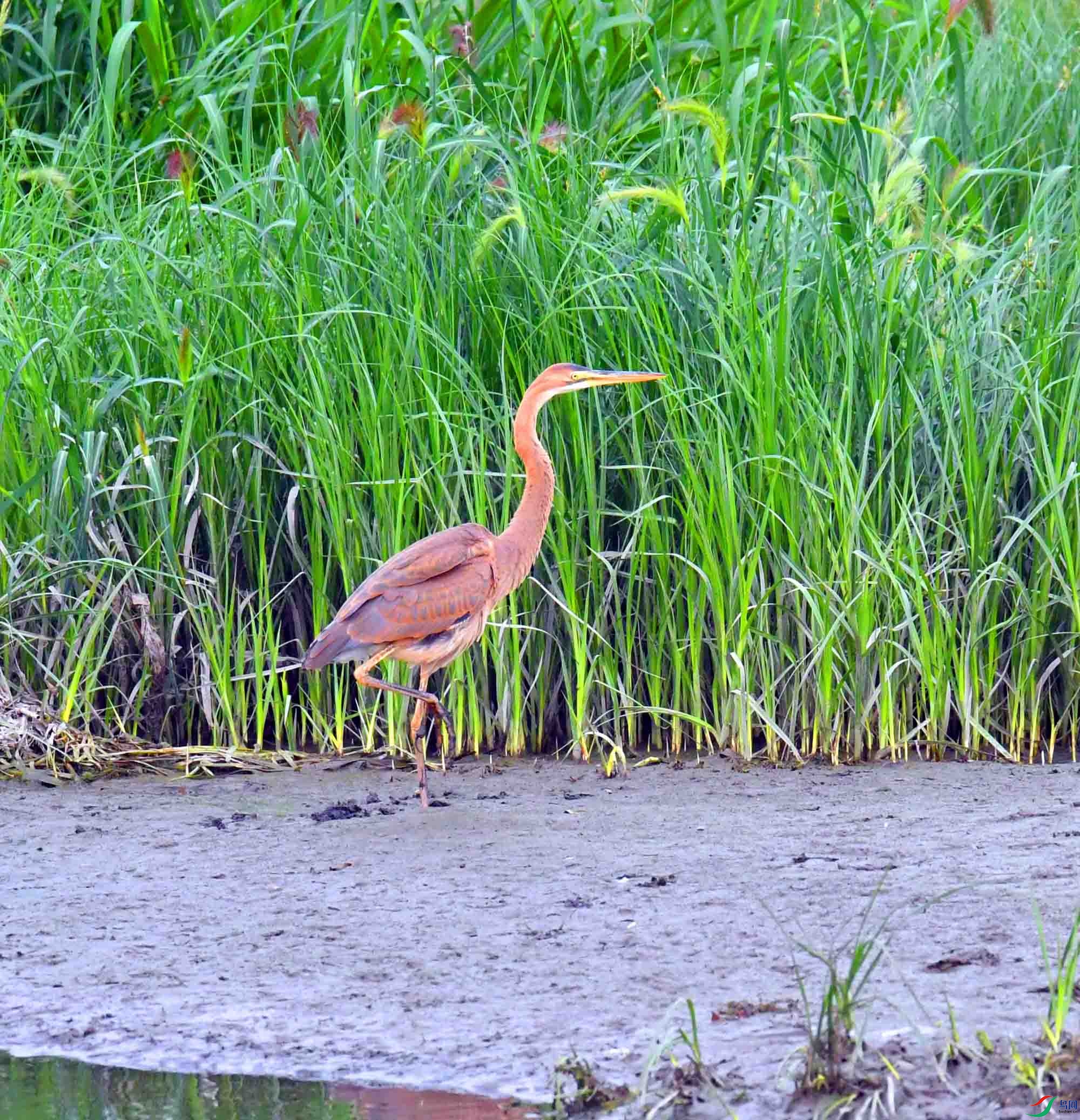 DSC_5523.JPG