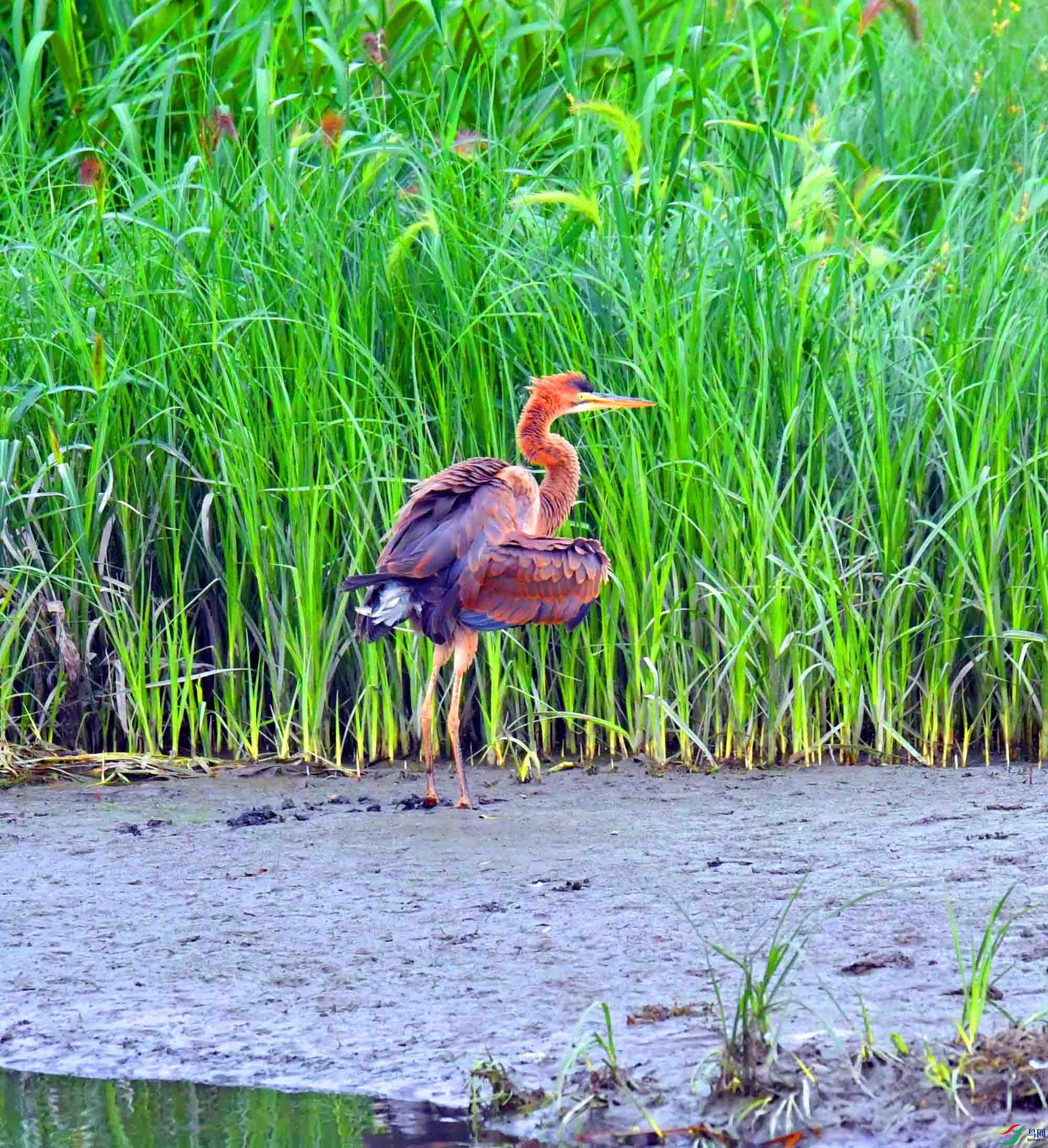 DSC_5525.JPG