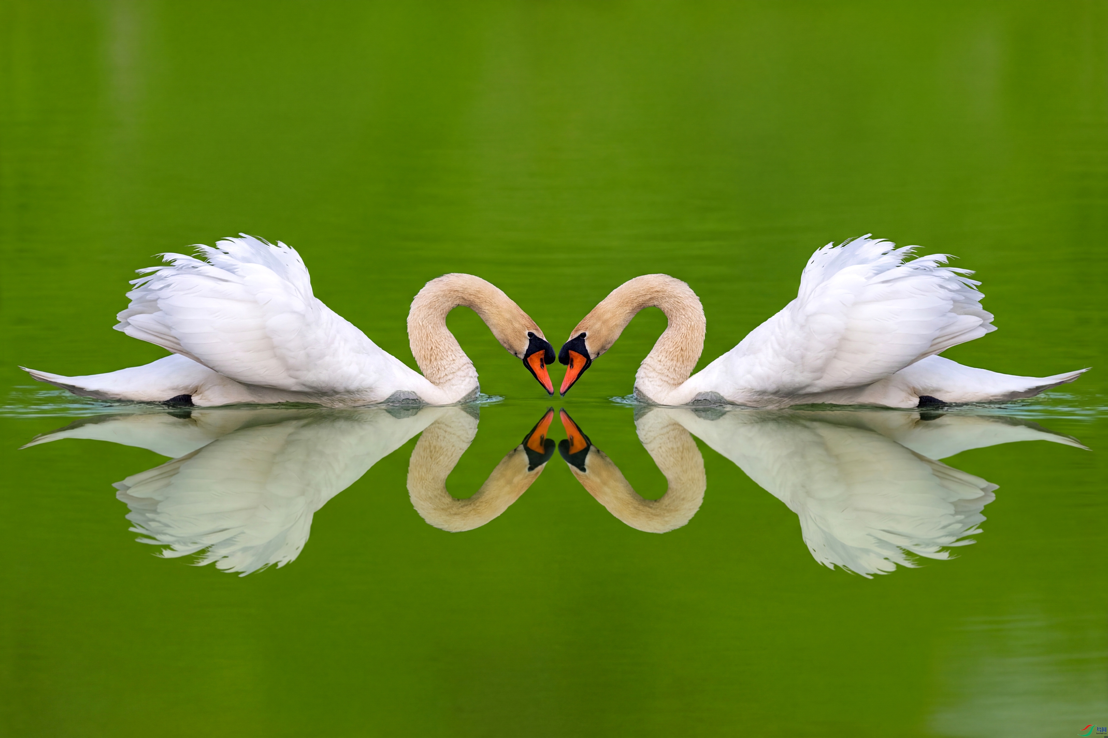 ��ӳ2-.jpg