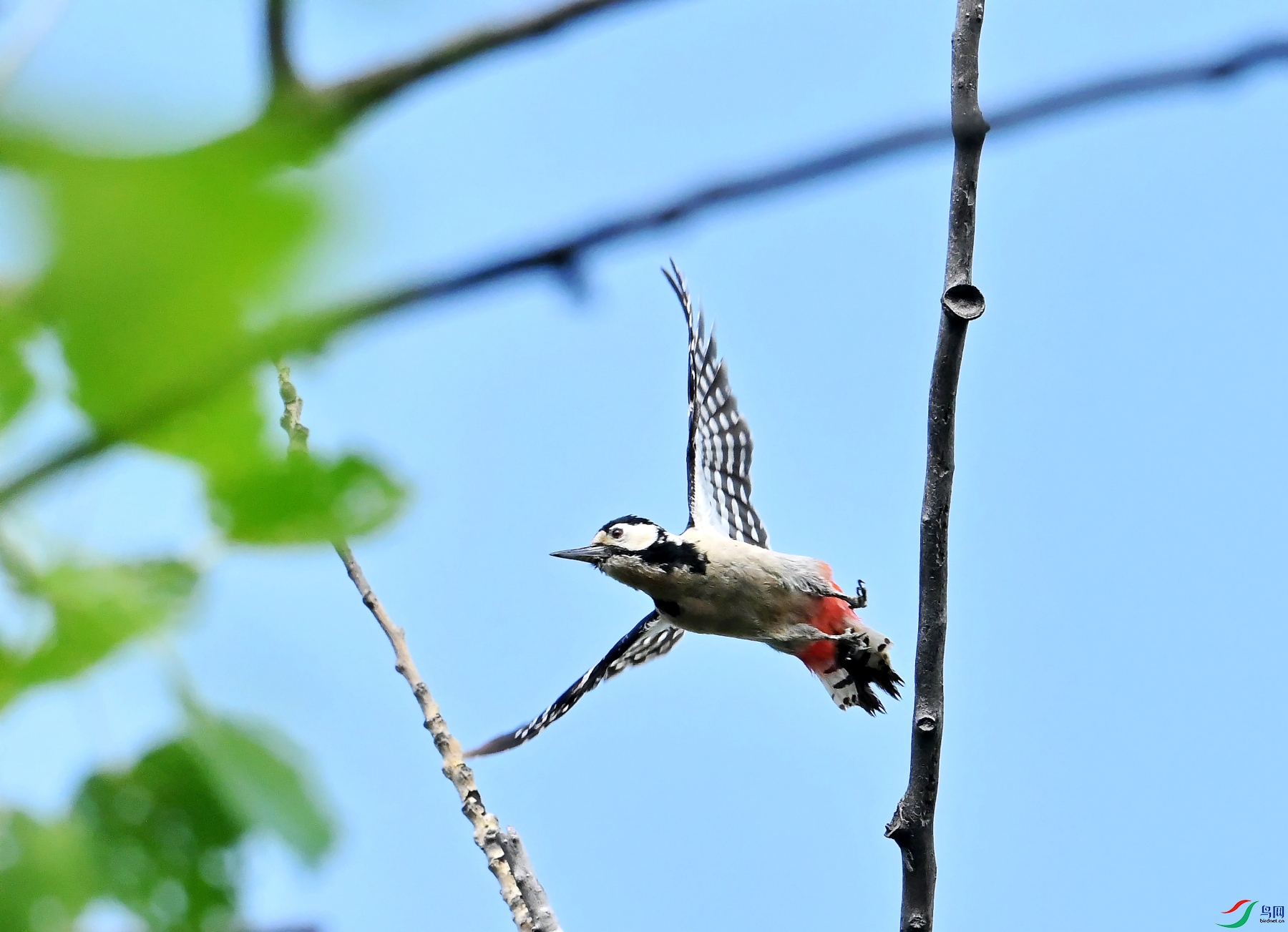 DSC_2718��ľ��.jpg