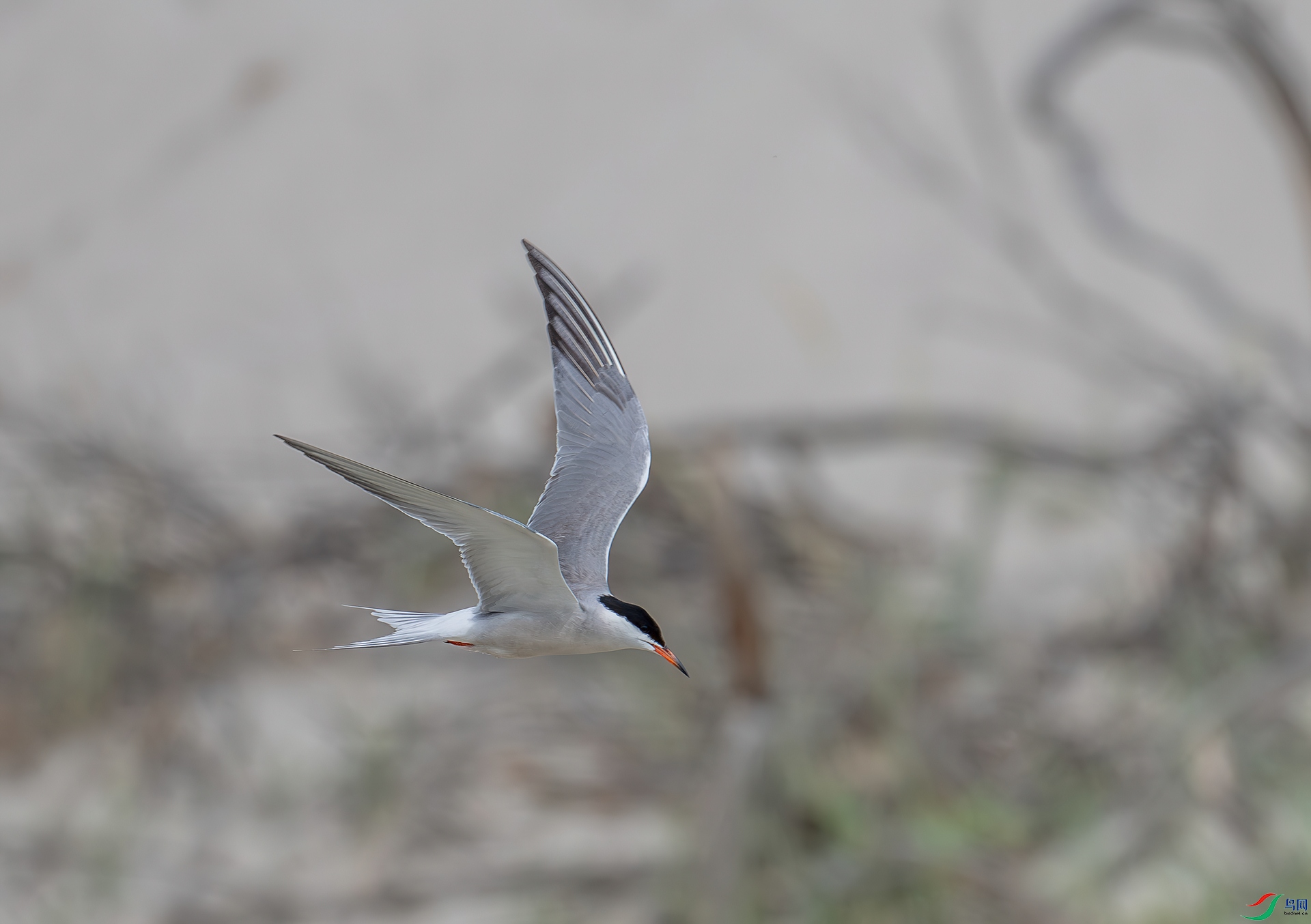 DSC_3367_2.jpg