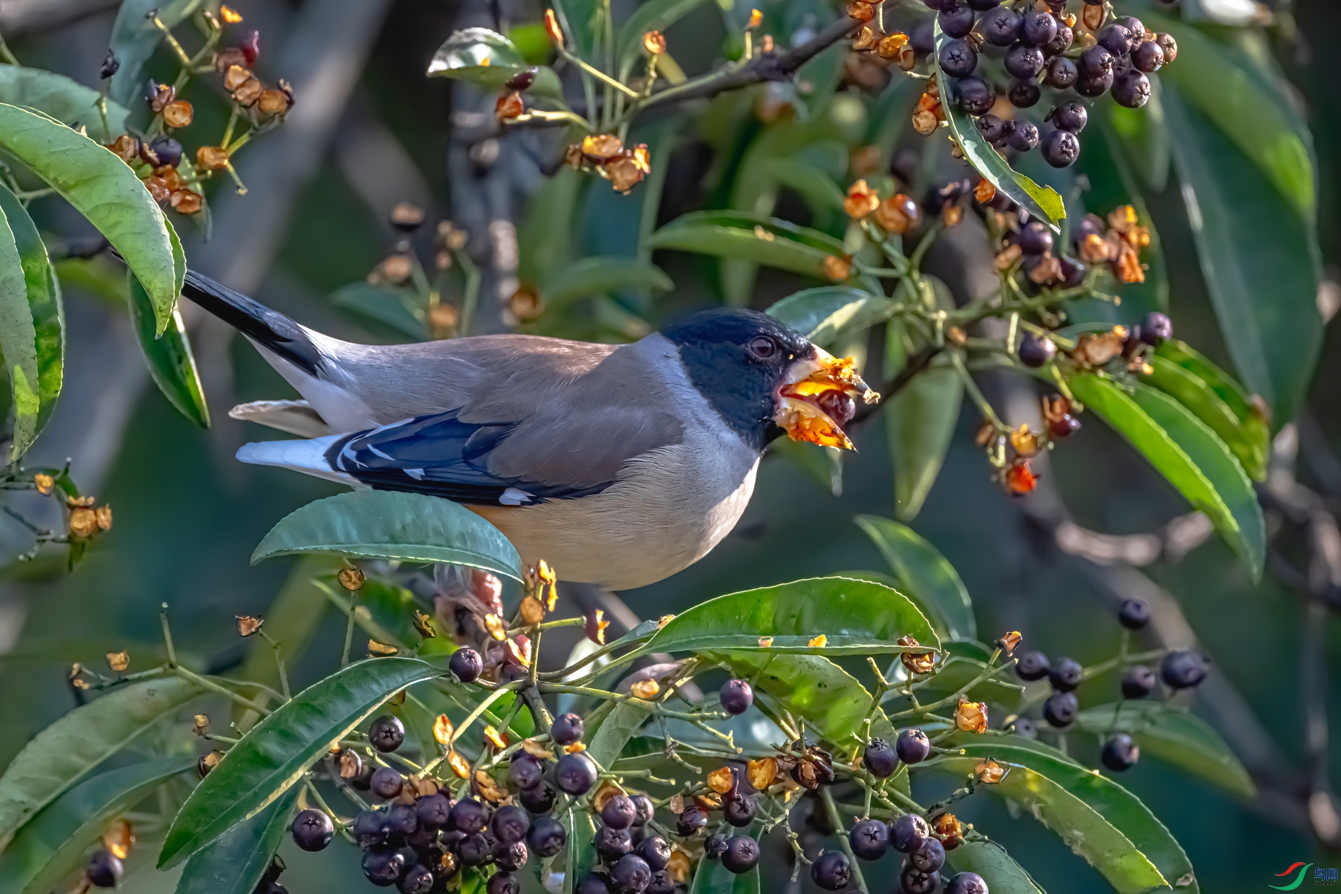 DSC_0220-11.jpg