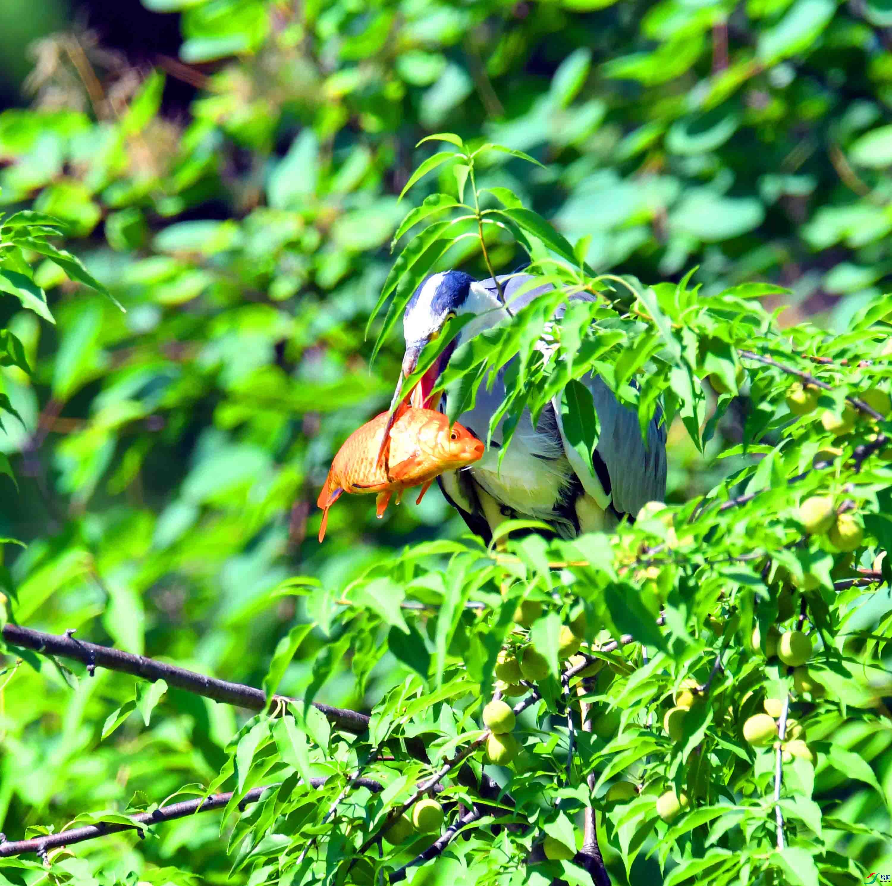 DSC_3051.JPG