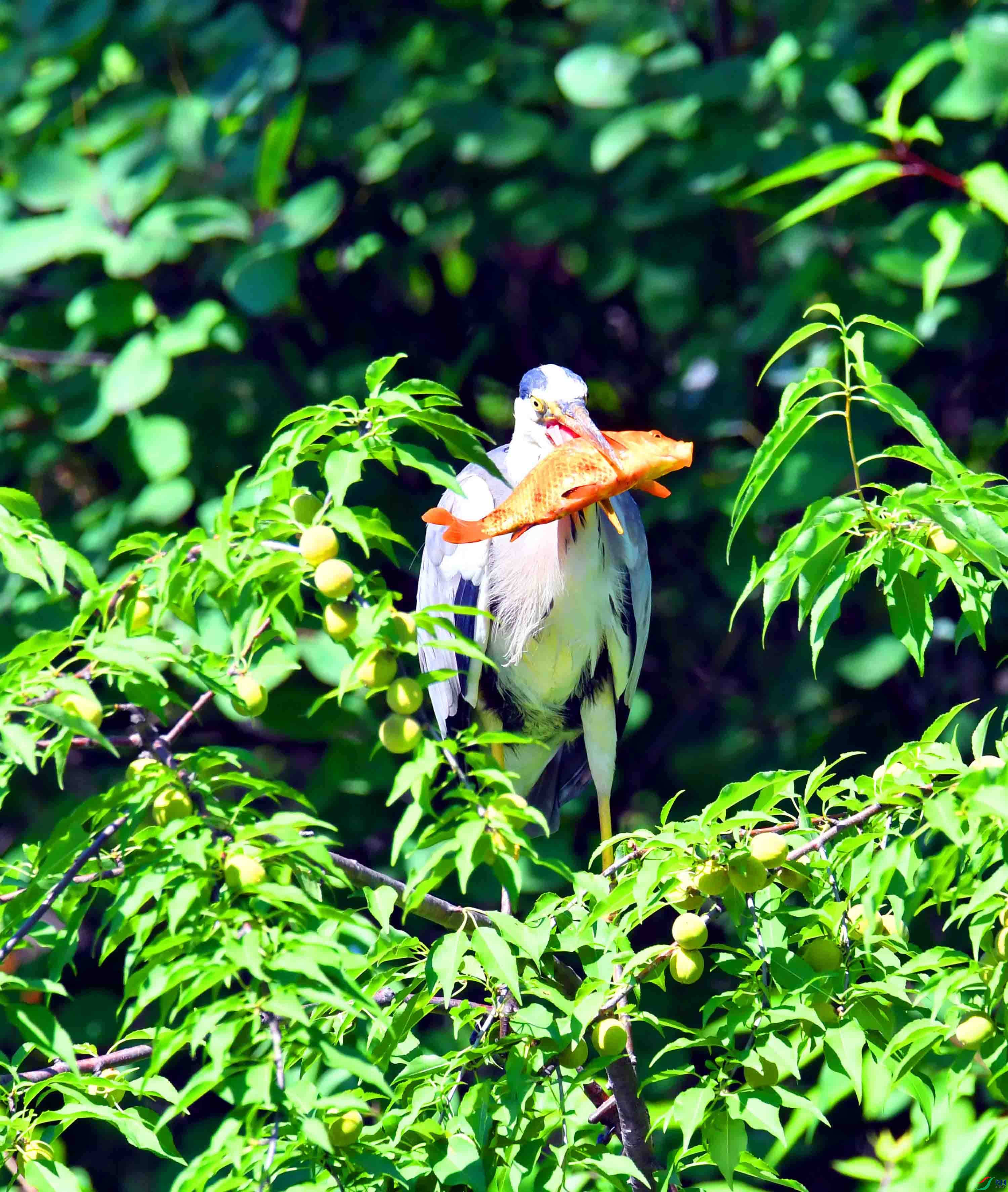 DSC_3123.JPG