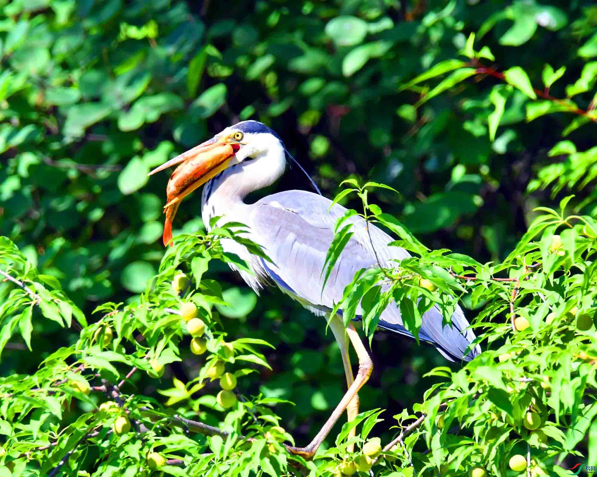 DSC_3285.JPG