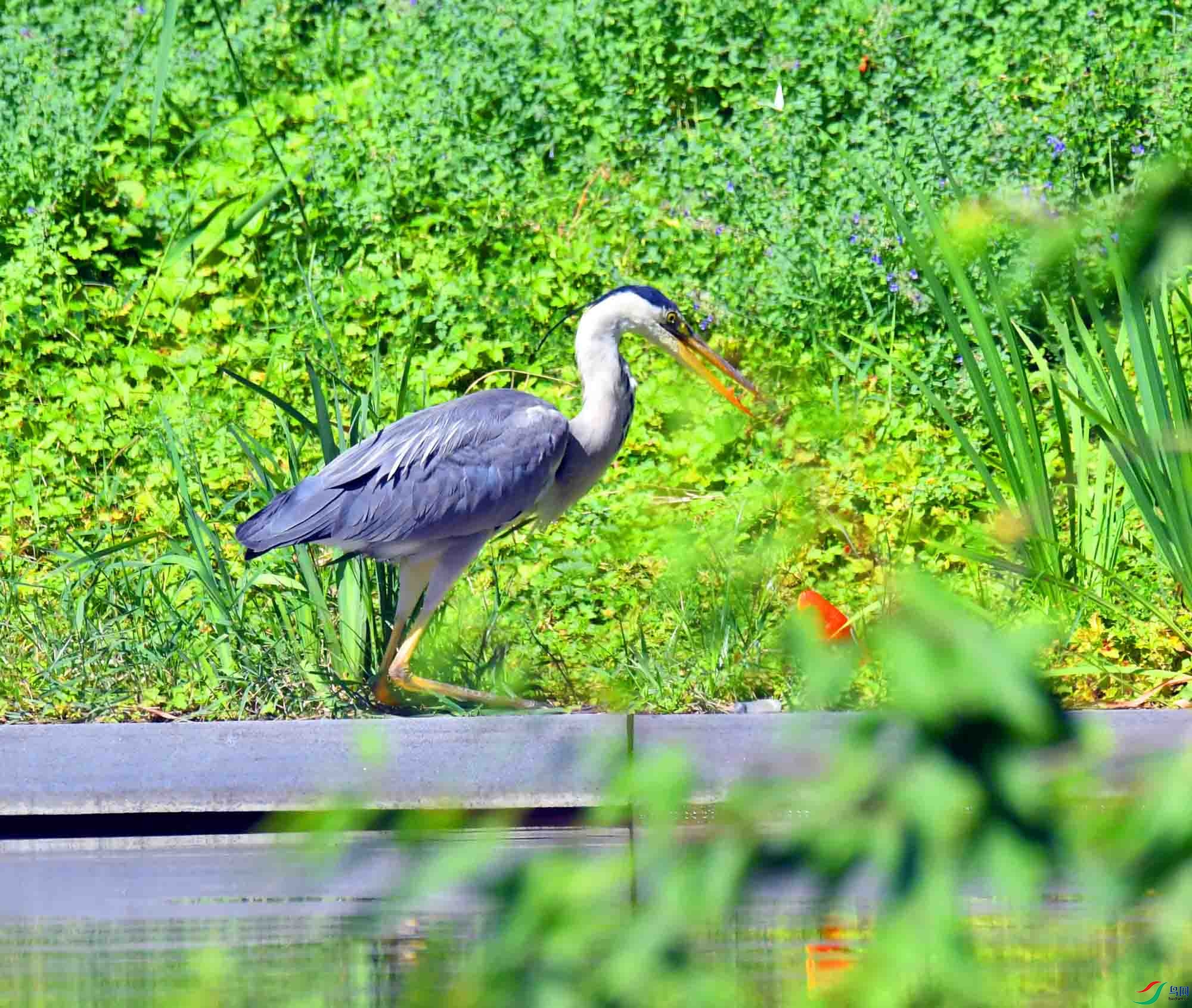 DSC_3366.JPG