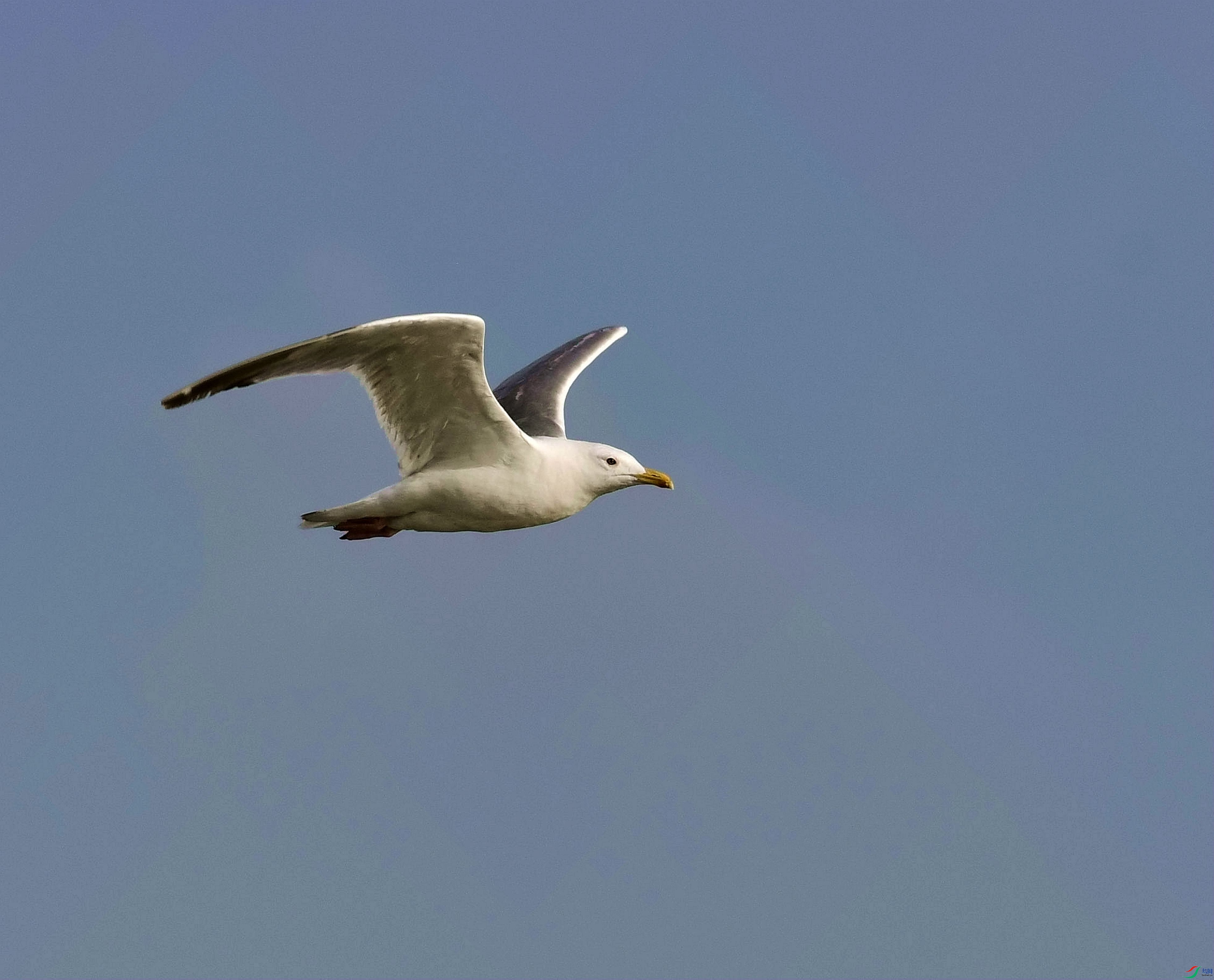 DSC_5913_����.jpg