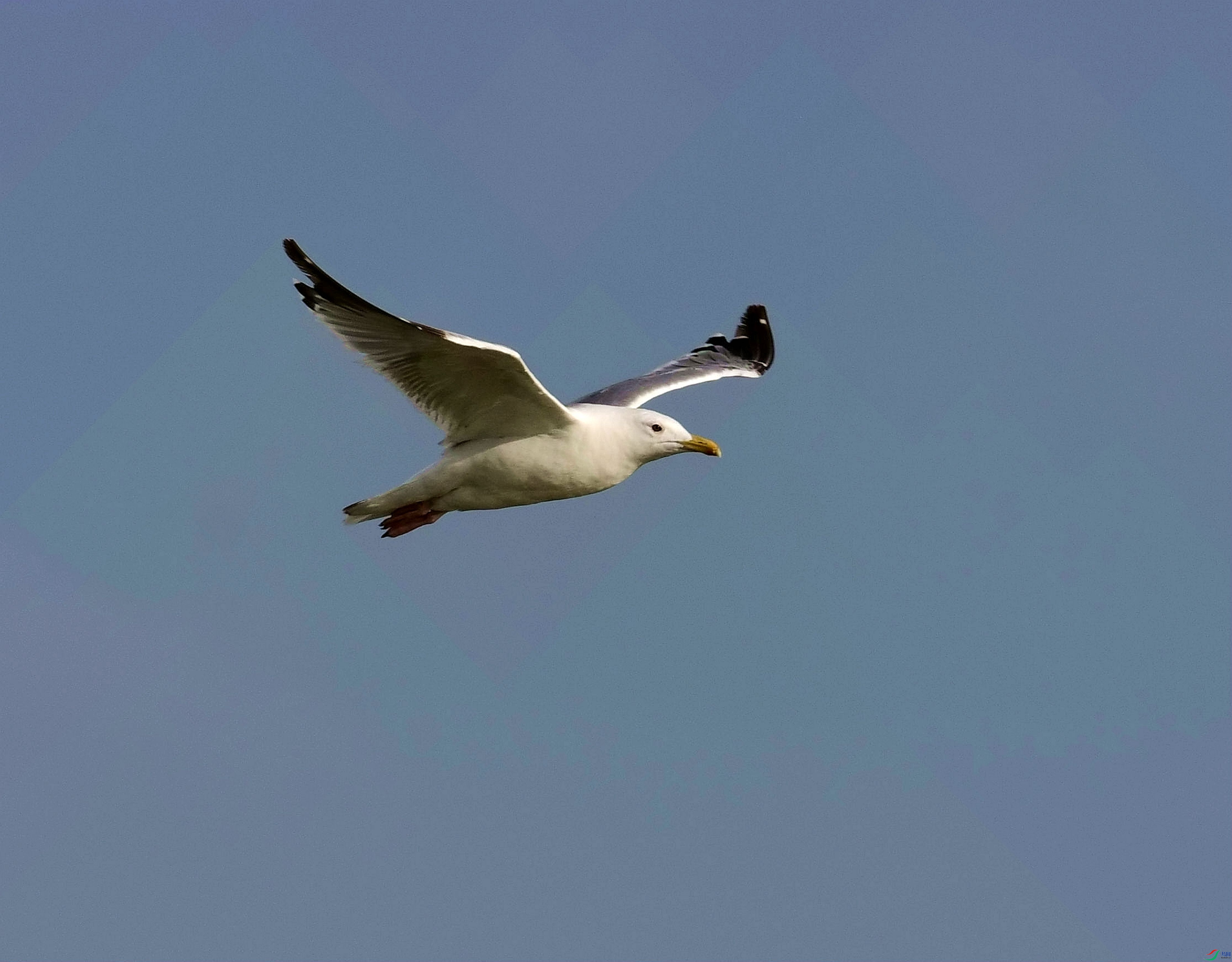 DSC_5914_����.jpg