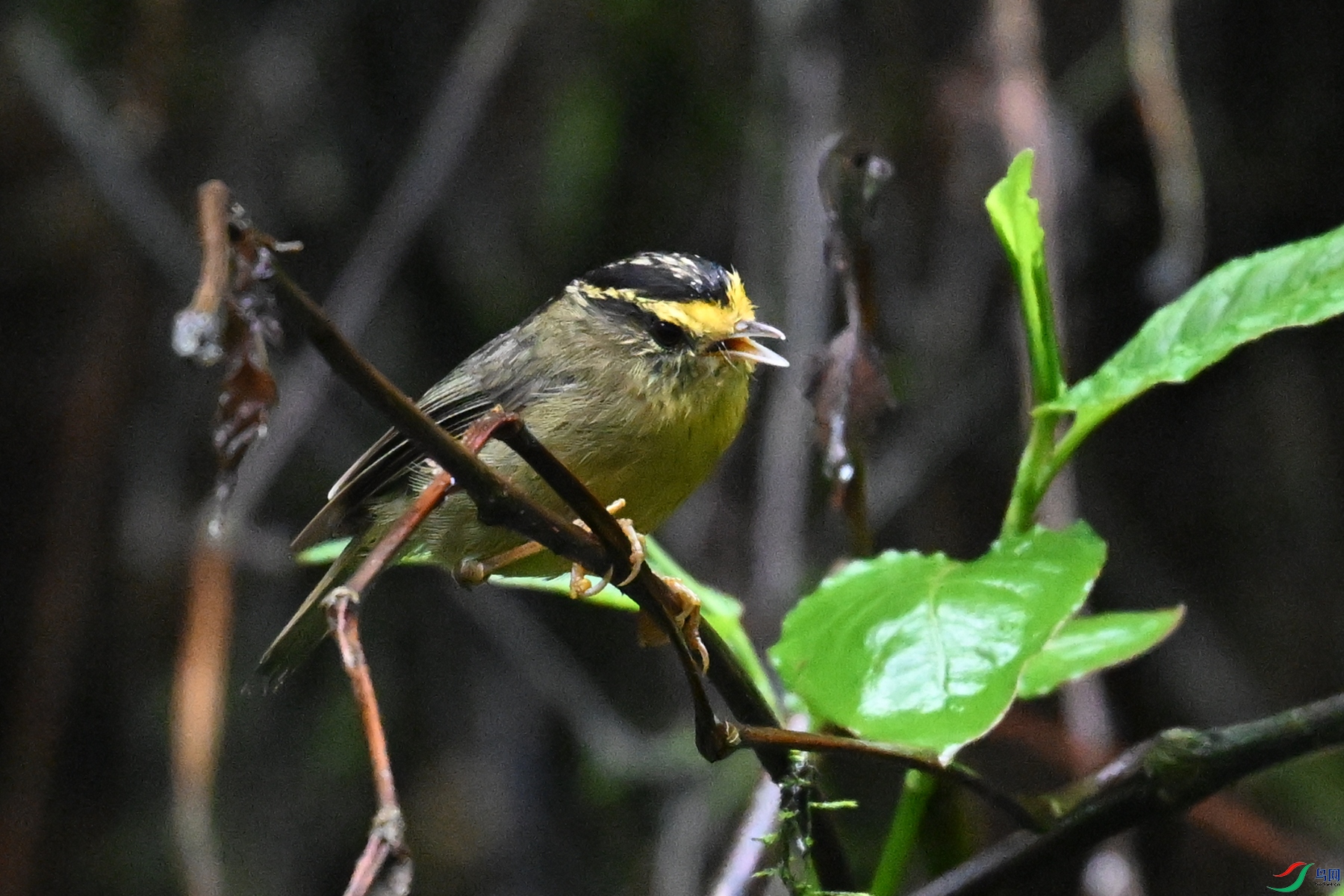 DSC_0349.JPG