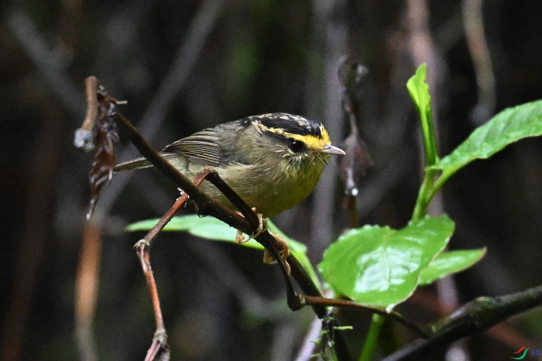 DSC_0360.JPG