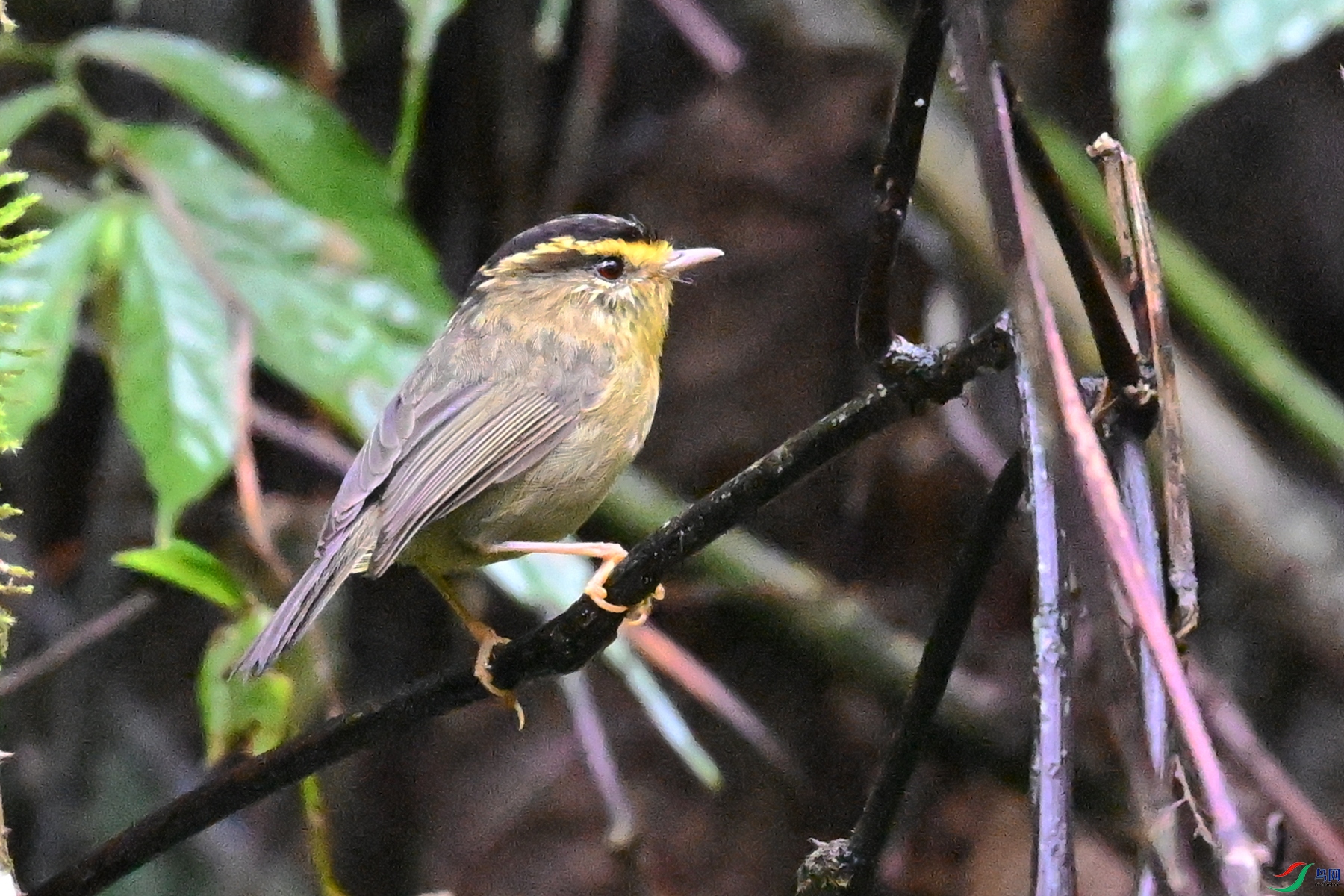 DSC_0419.JPG