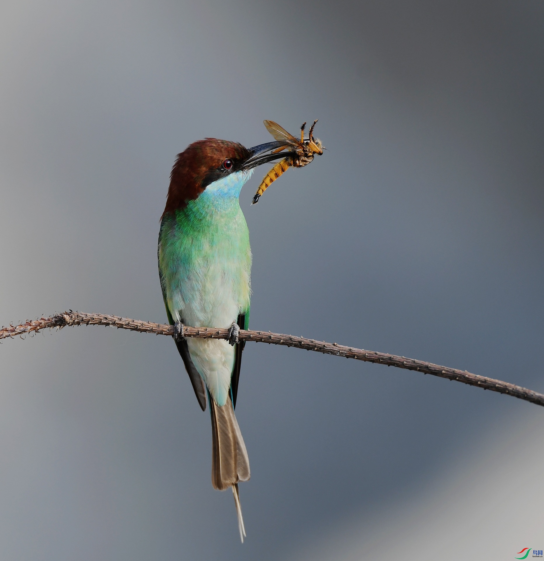 DSC_1626.jpg