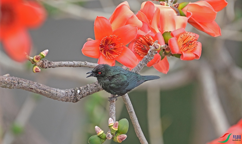 DSCF7575.1.jpg