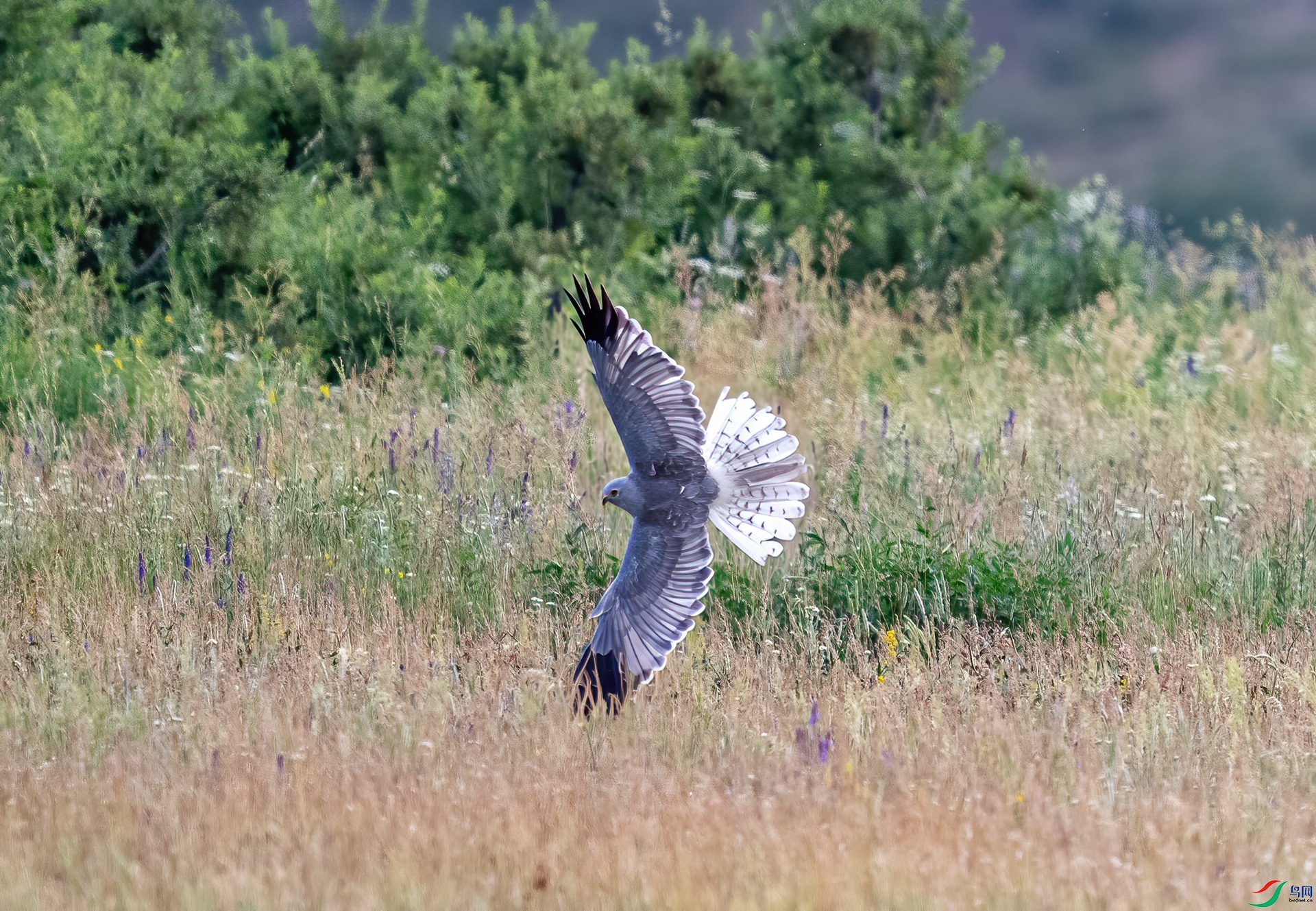 DSC_7345.jpg