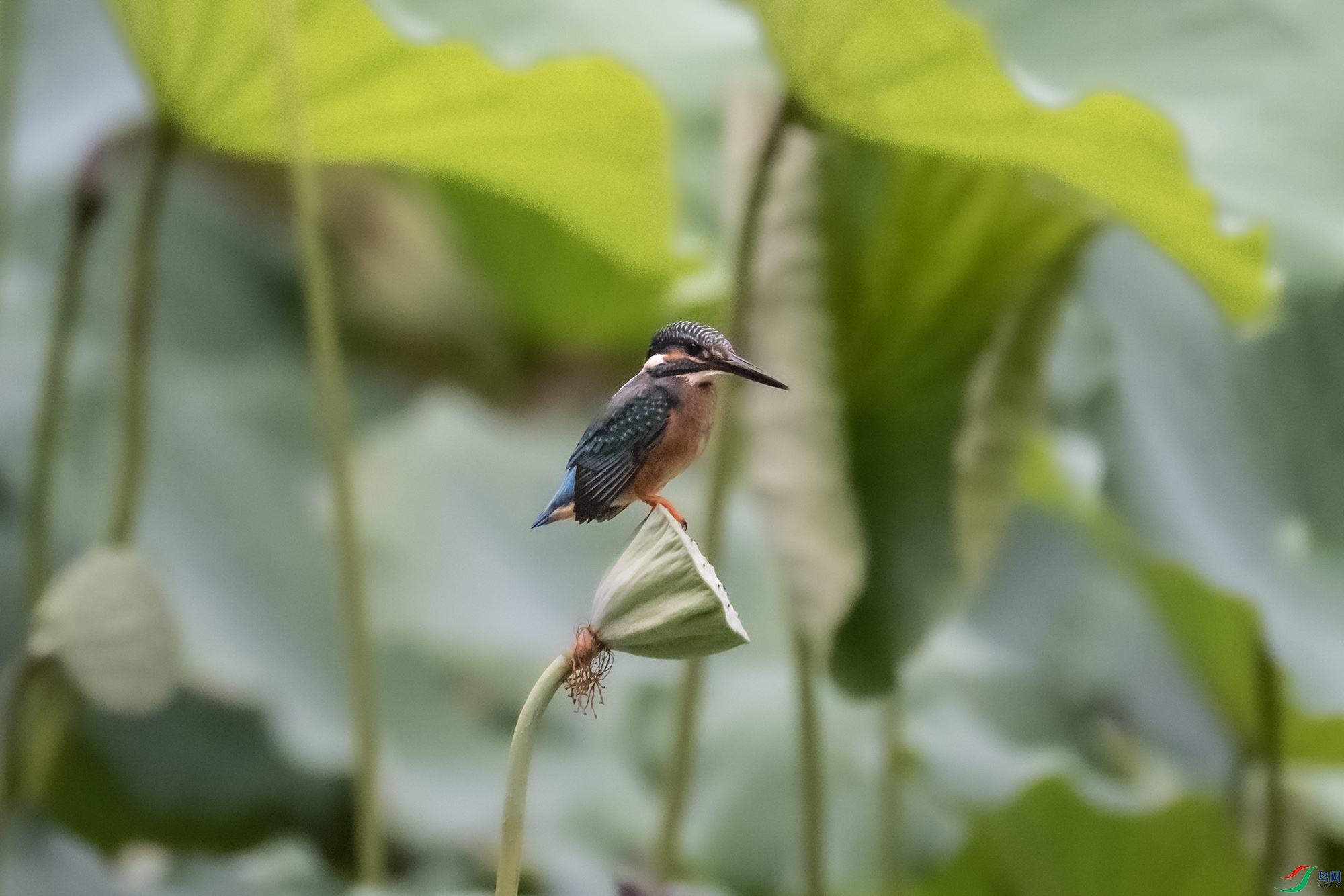 DSC_7736.jpg
