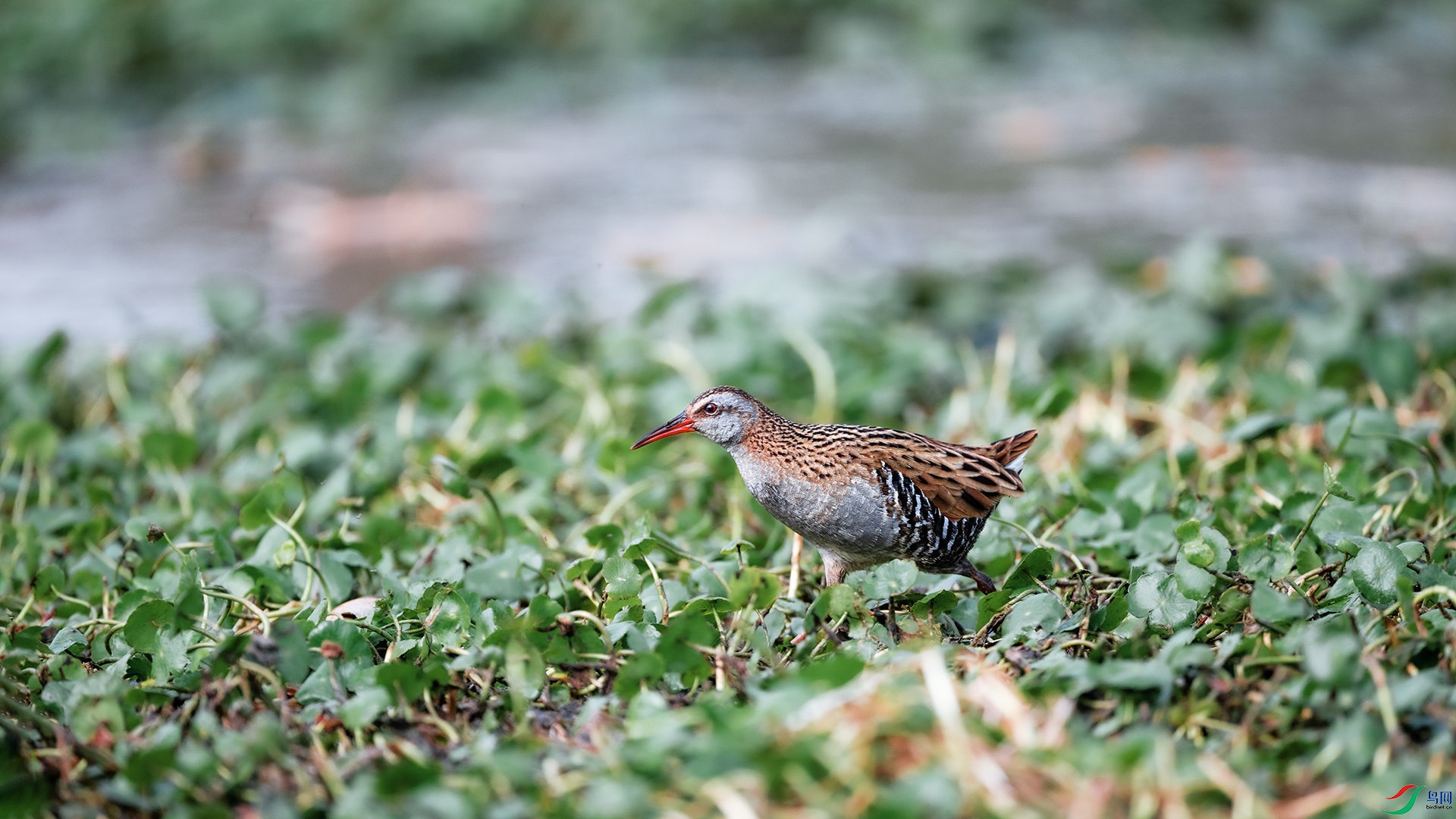 DSC_4017����.jpg