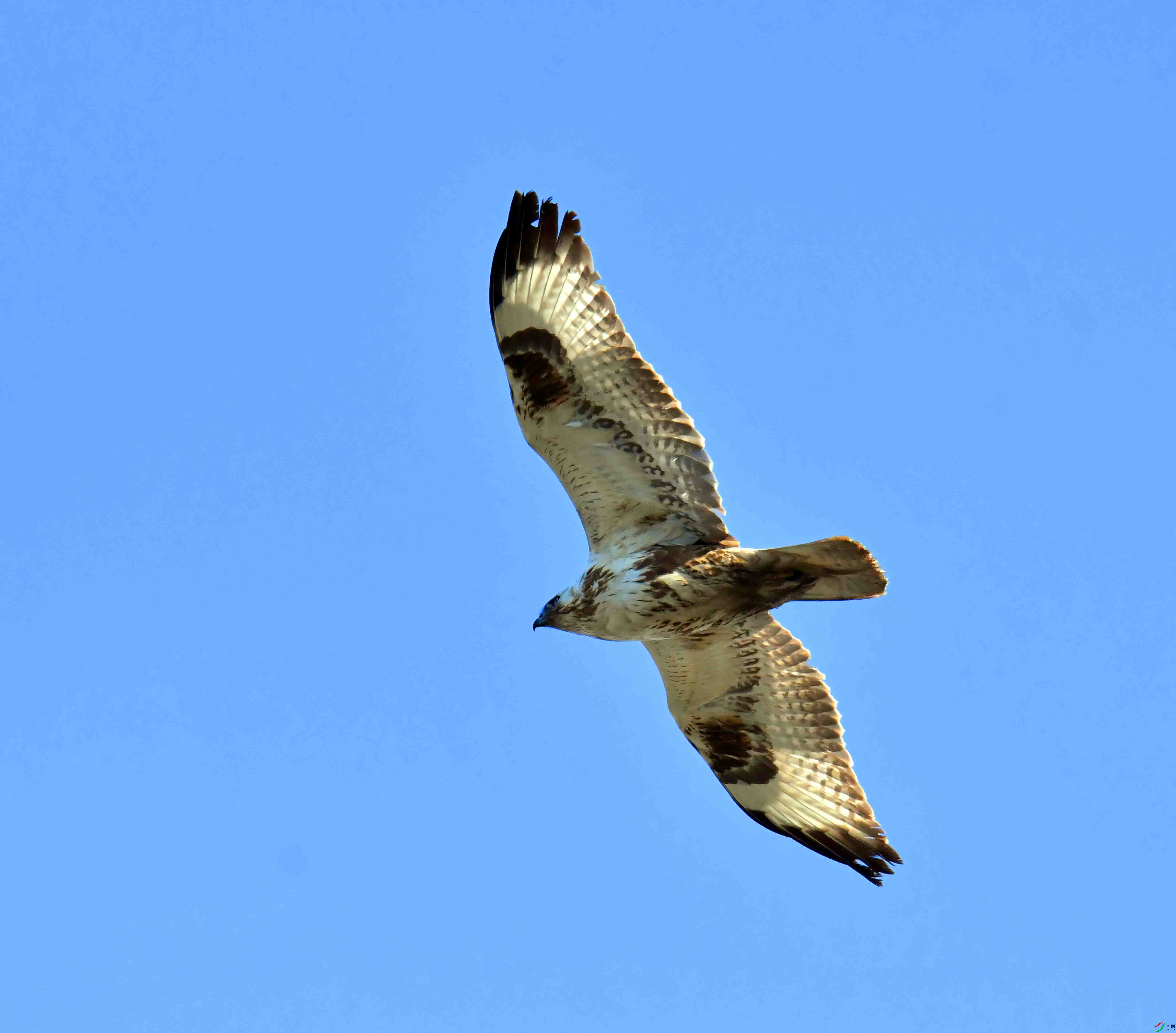 DSC_2492.JPG