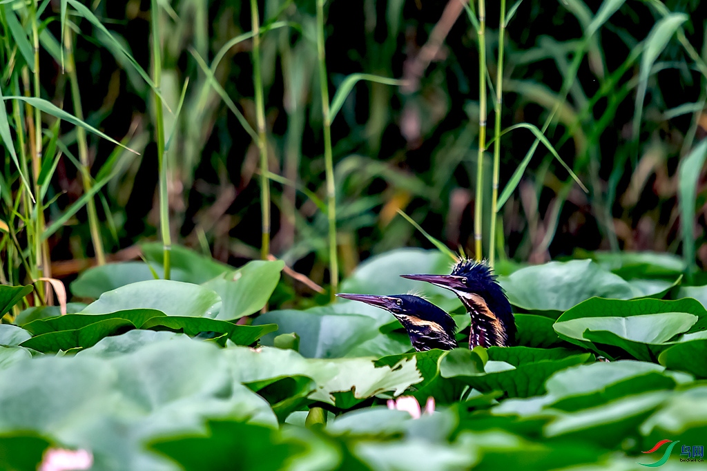 _DSC5978.jpg