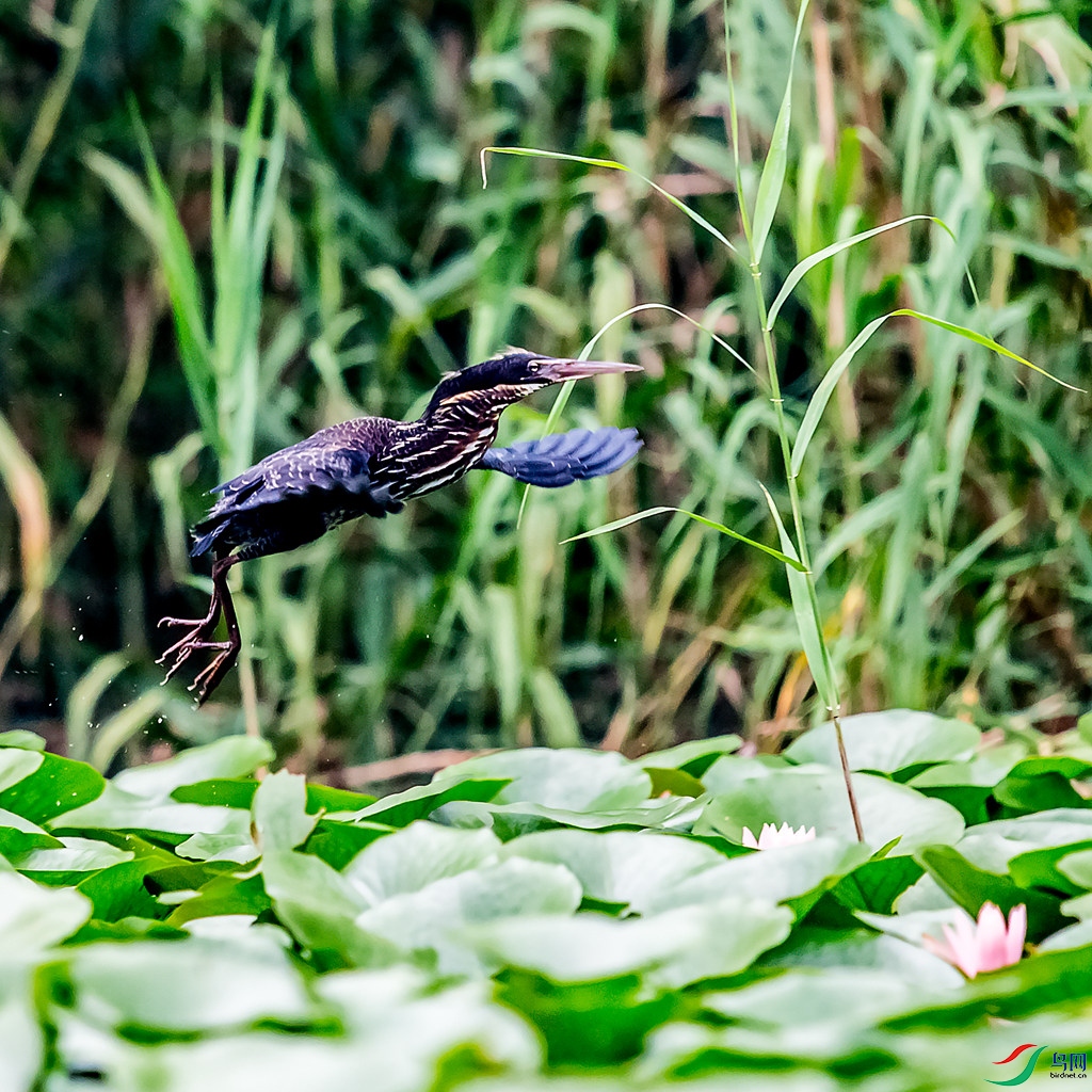 _DSC5990.jpg