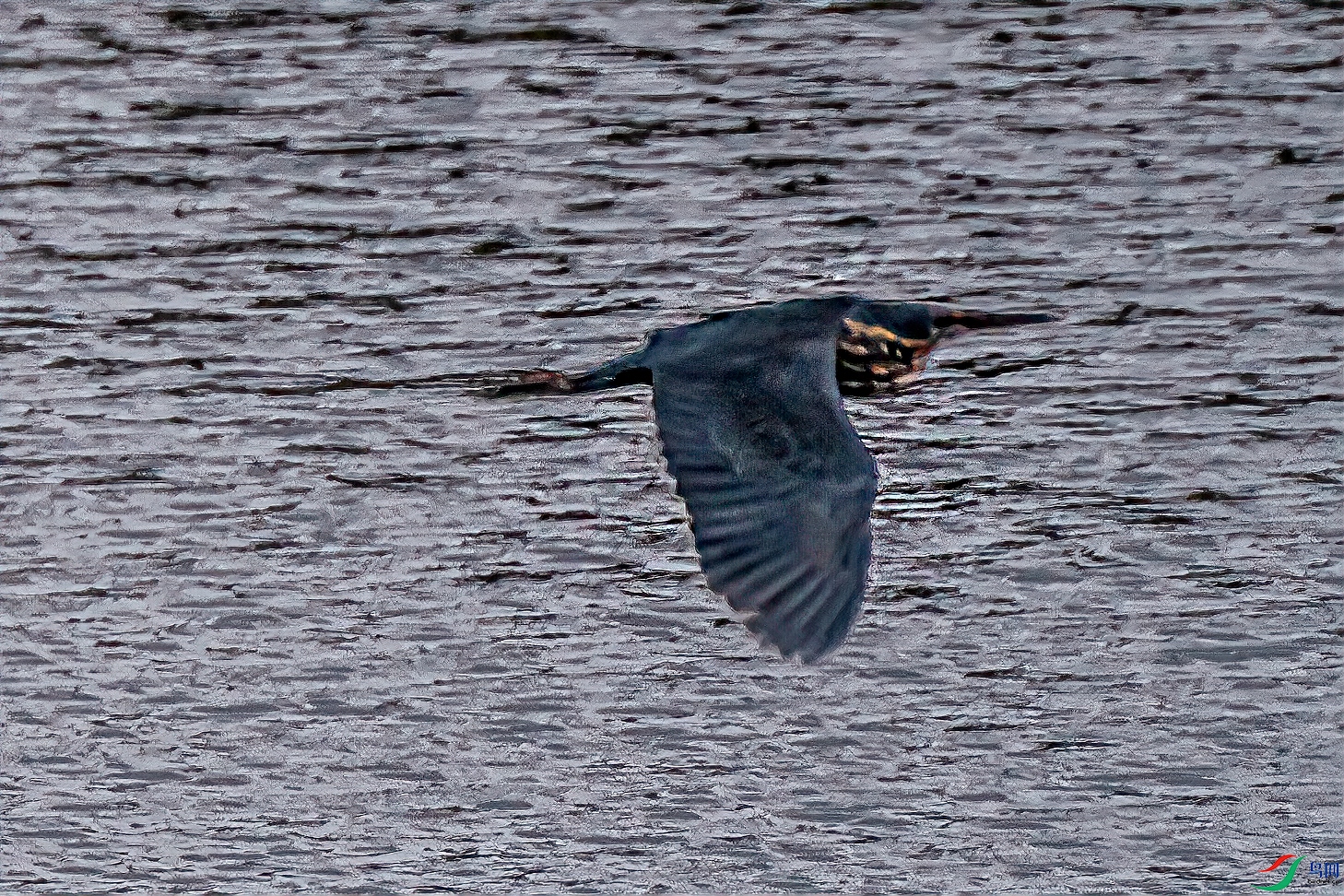 DSC_0986-11.jpg
