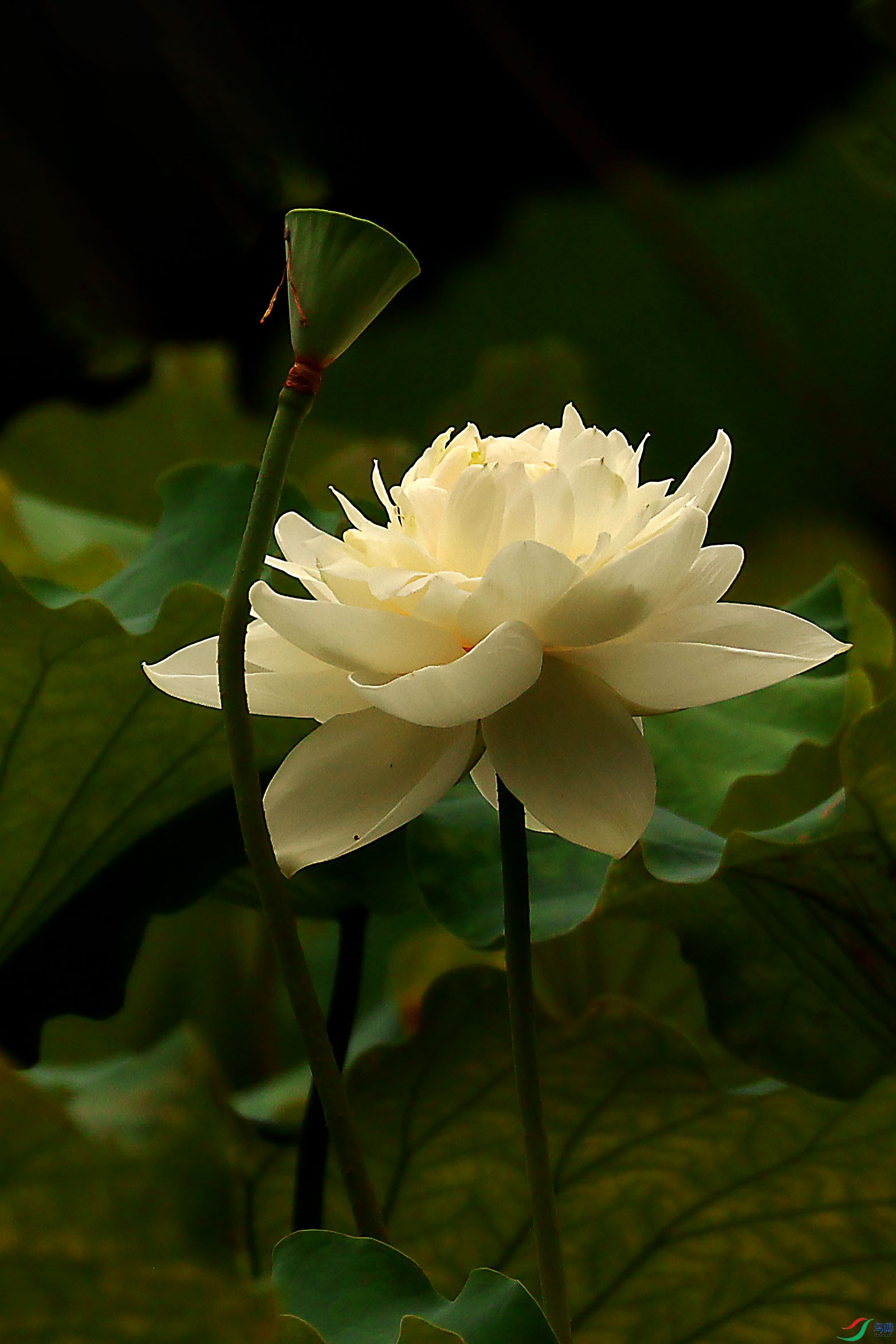 2G9A3649.JPG
