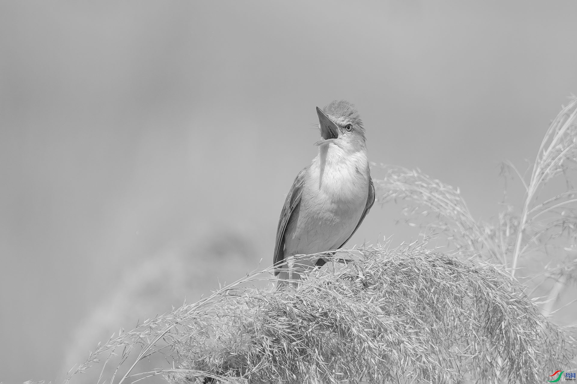 DSC03219-H.jpg