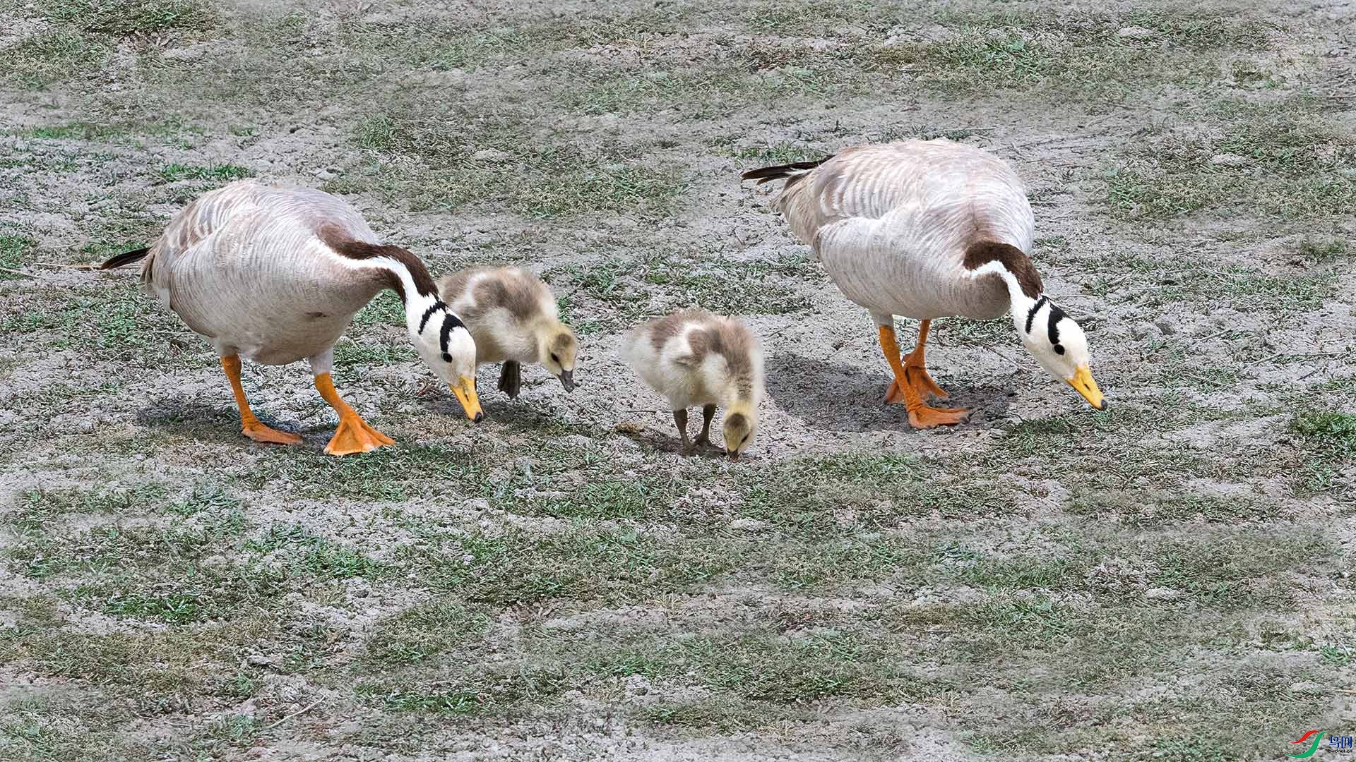 ��л��ʦָ��