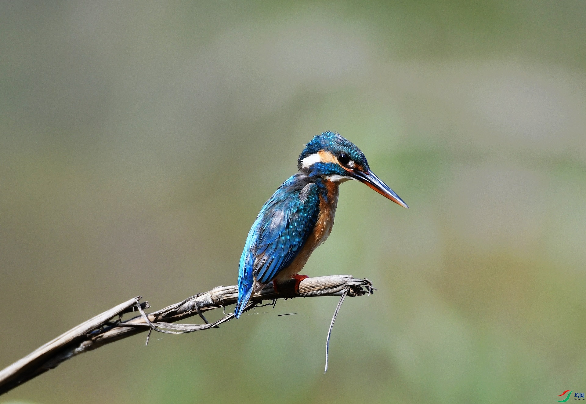 DSC_9304.jpg
