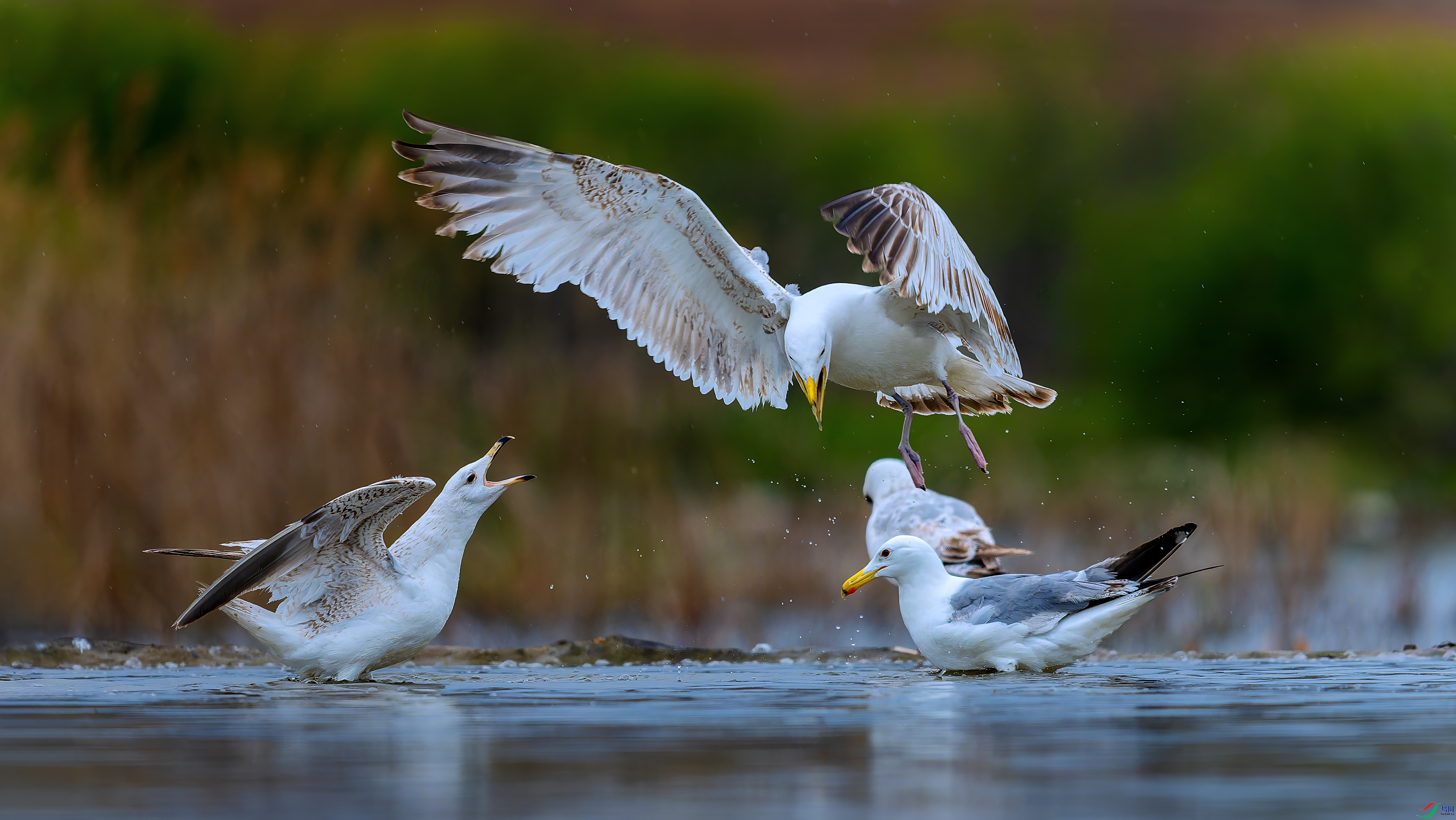 DSC05341-DxO_DeepPRIME-XD3-1.jpg