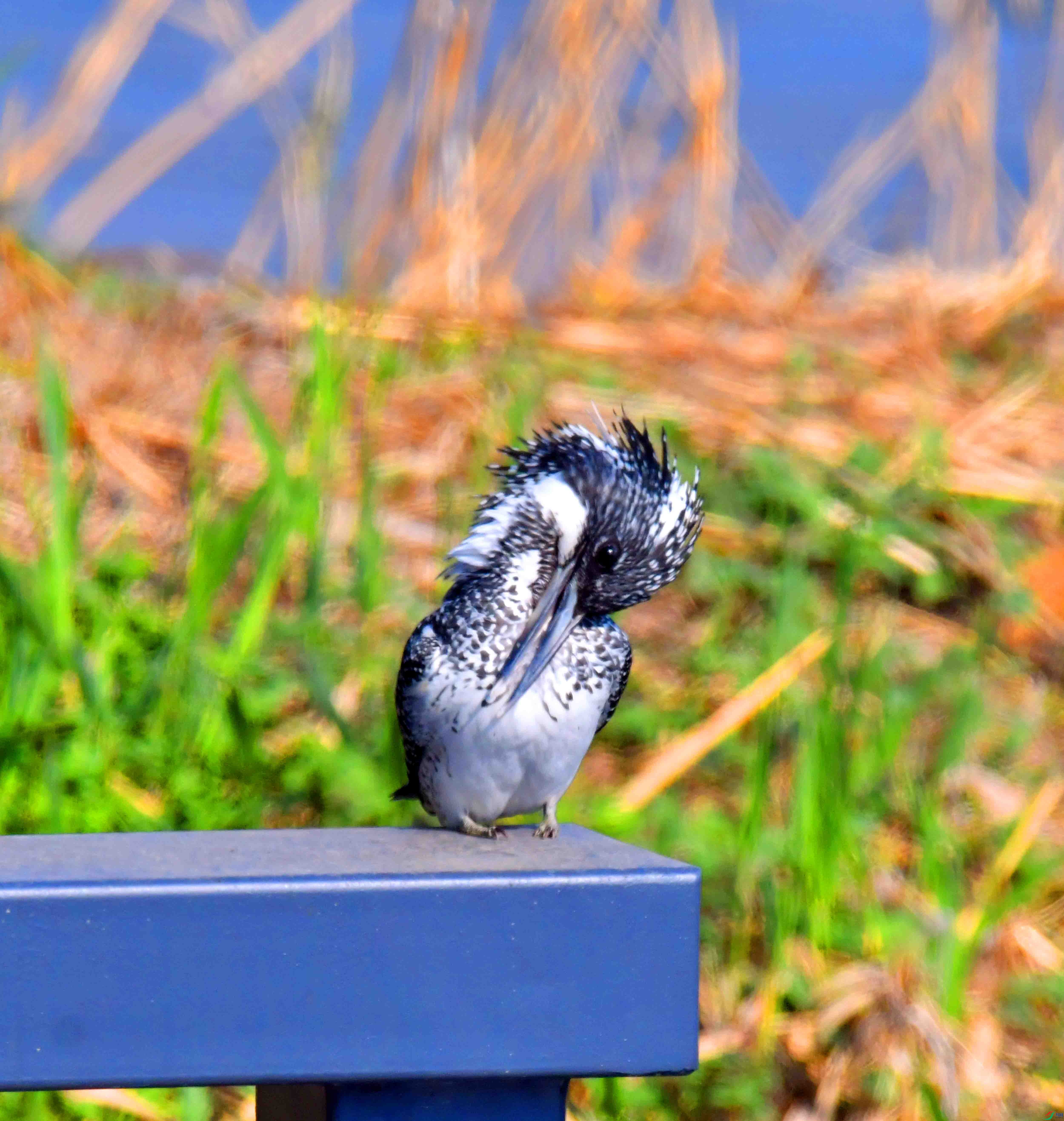 DSC_2128.JPG