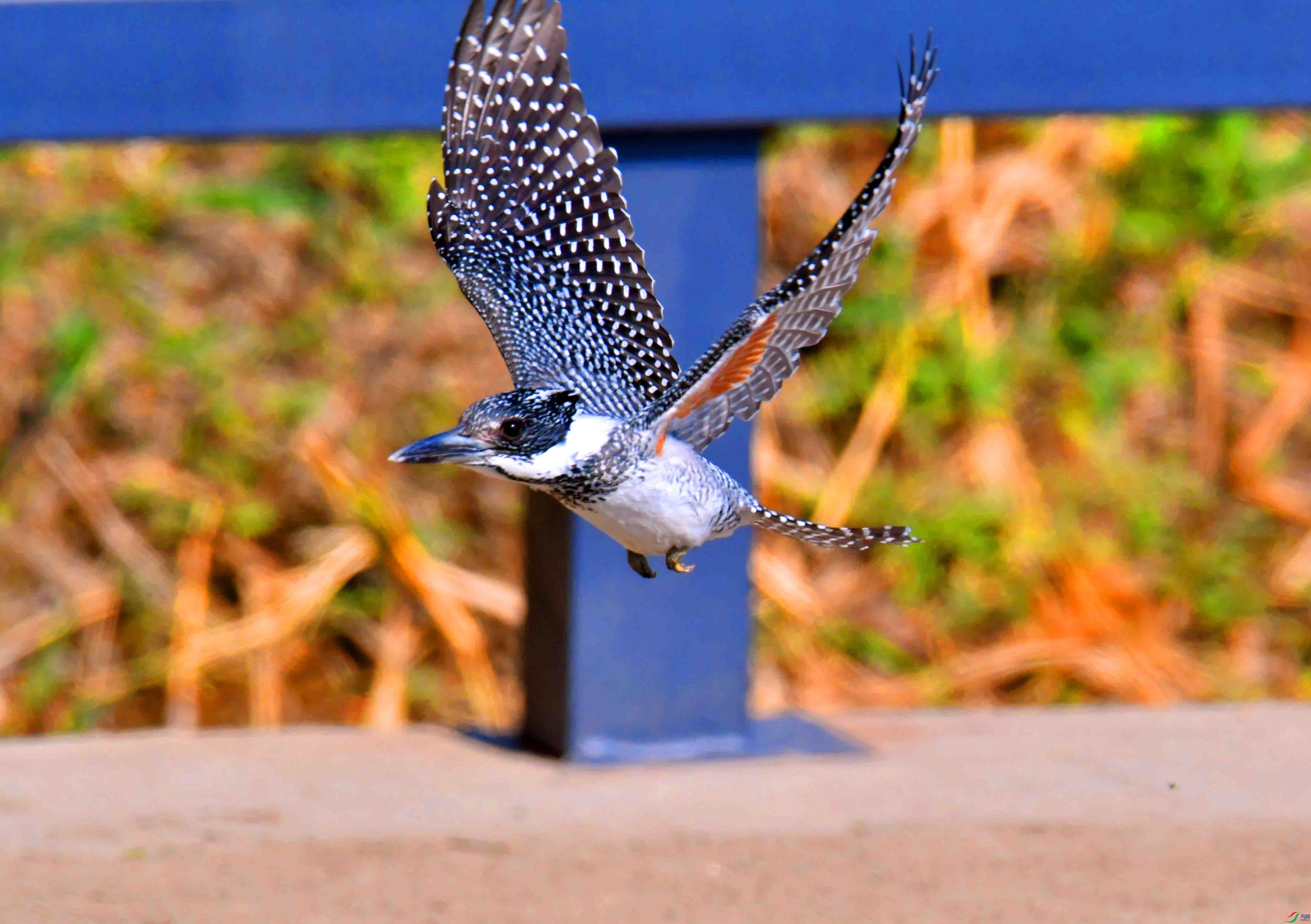 DSC_2149.JPG