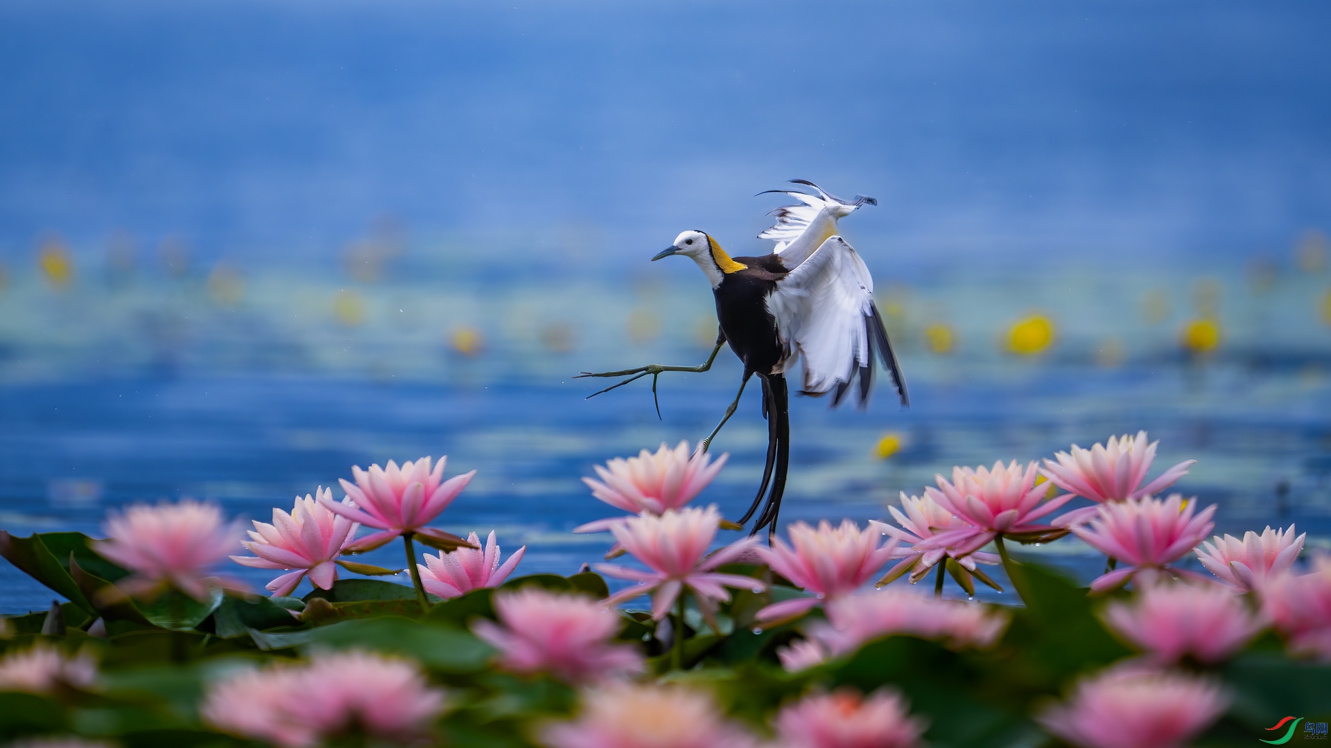 DSC_1852-����ǿ-NR-2.jpg