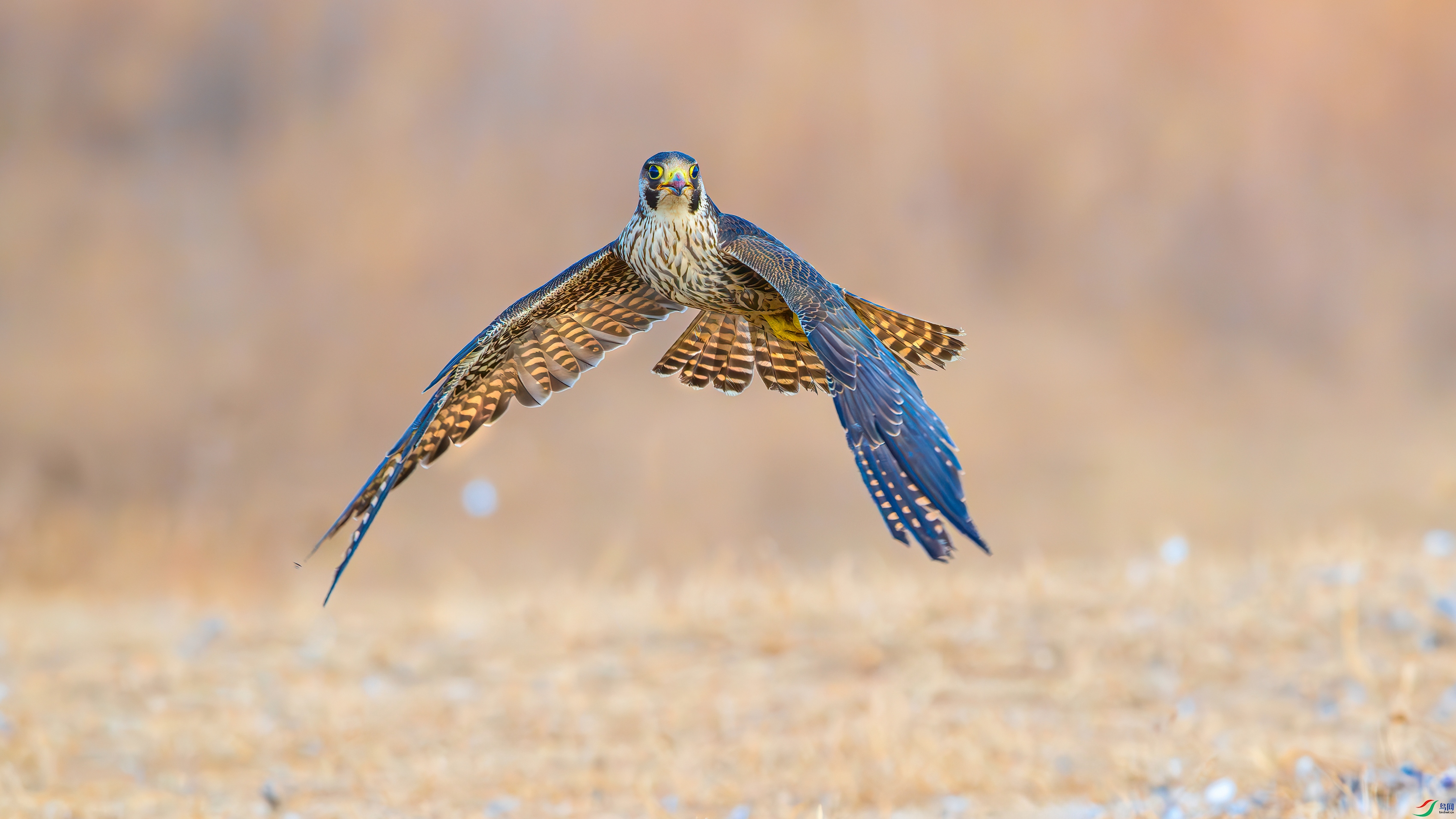 ��Ƭ_DSC0840-����ǿ-NR.jpg