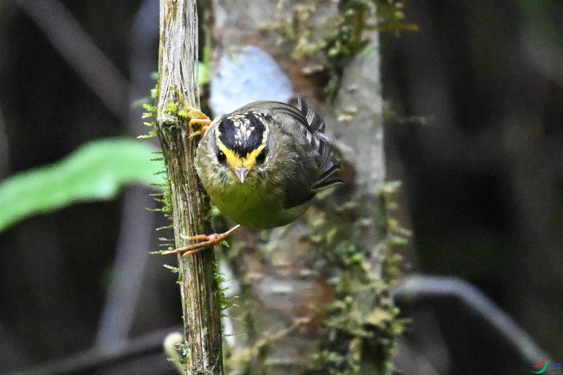 DSC_0371.JPG