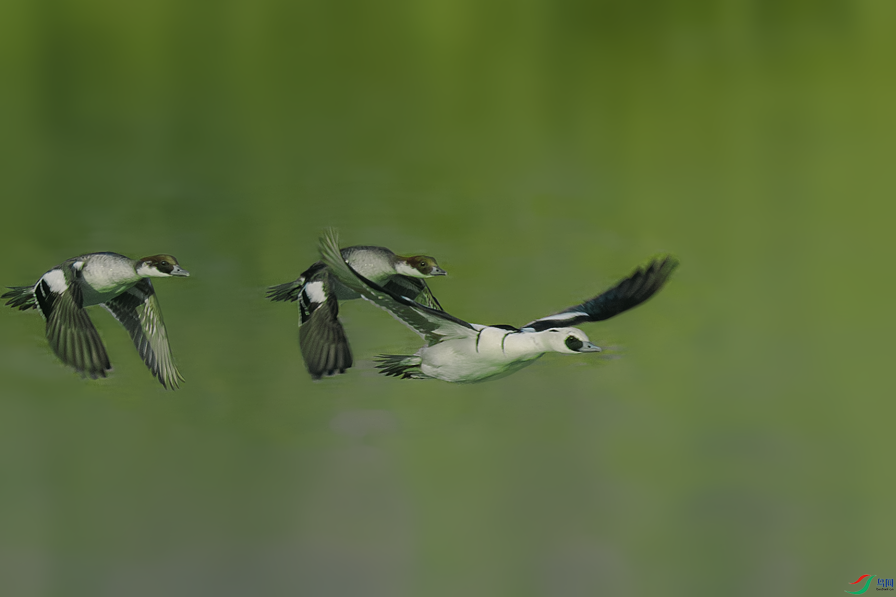 _DSC8215-����ǿ-NR.PNG
