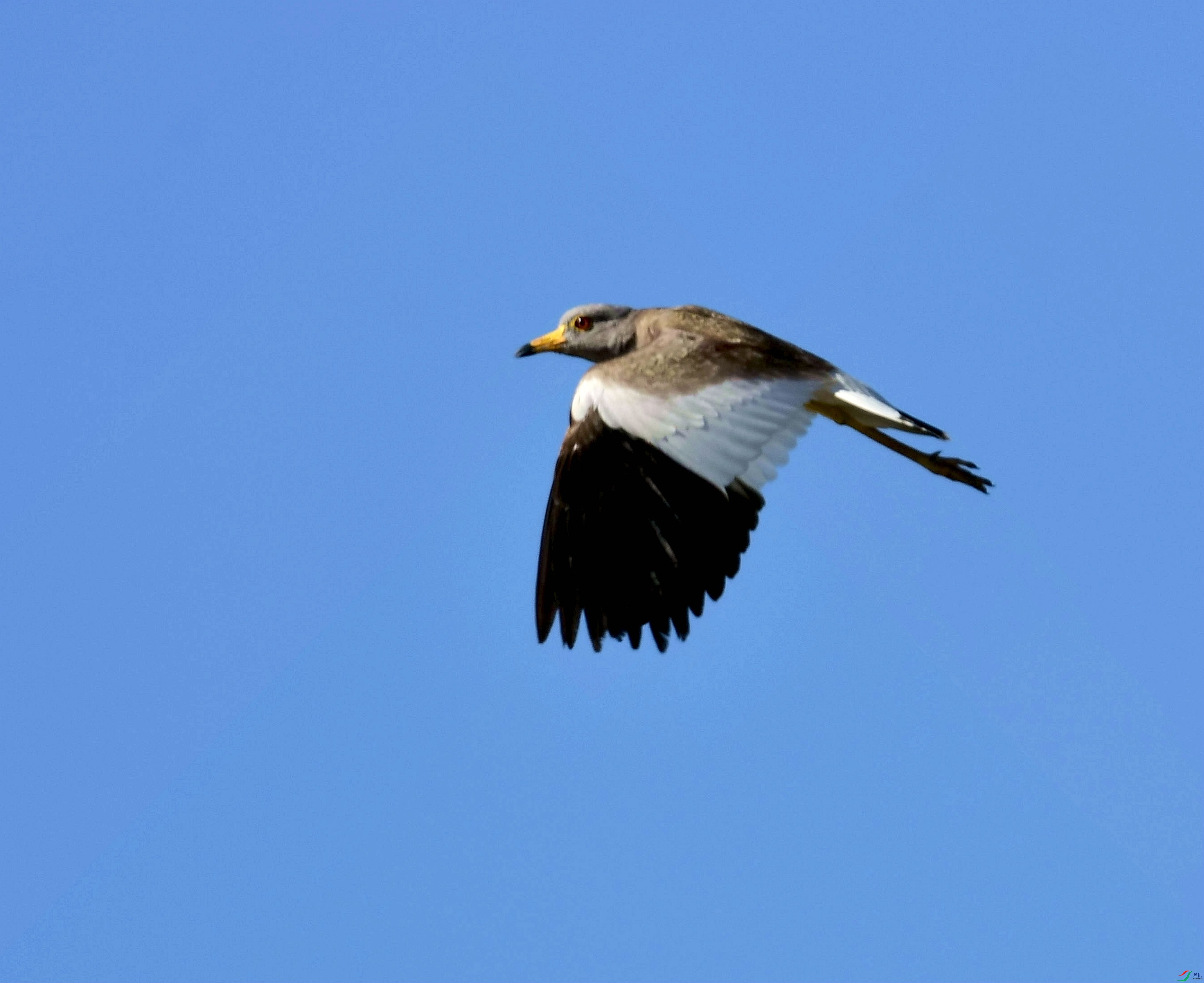 DSC_7155_����.jpg