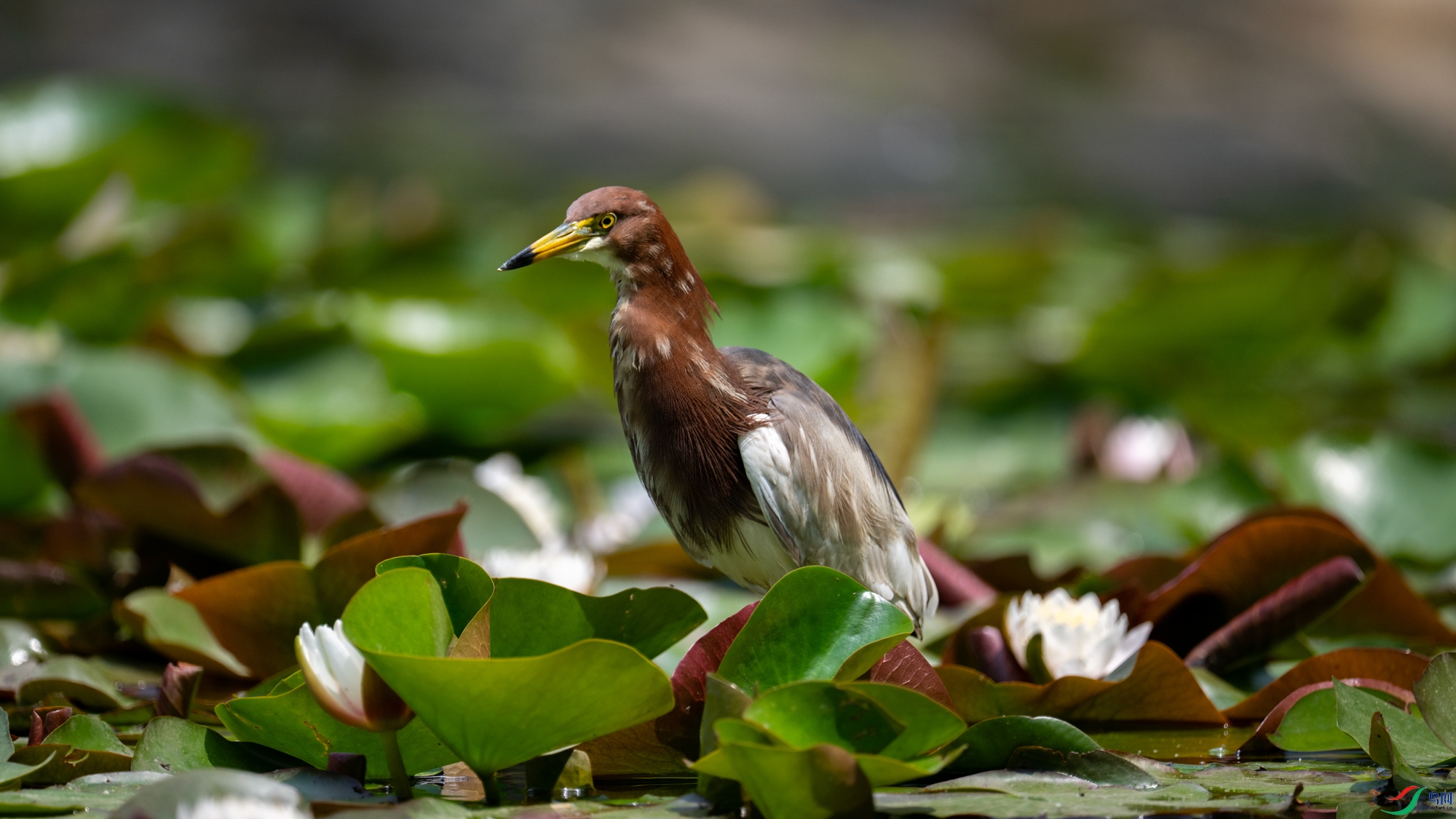 DSC_7240.jpg