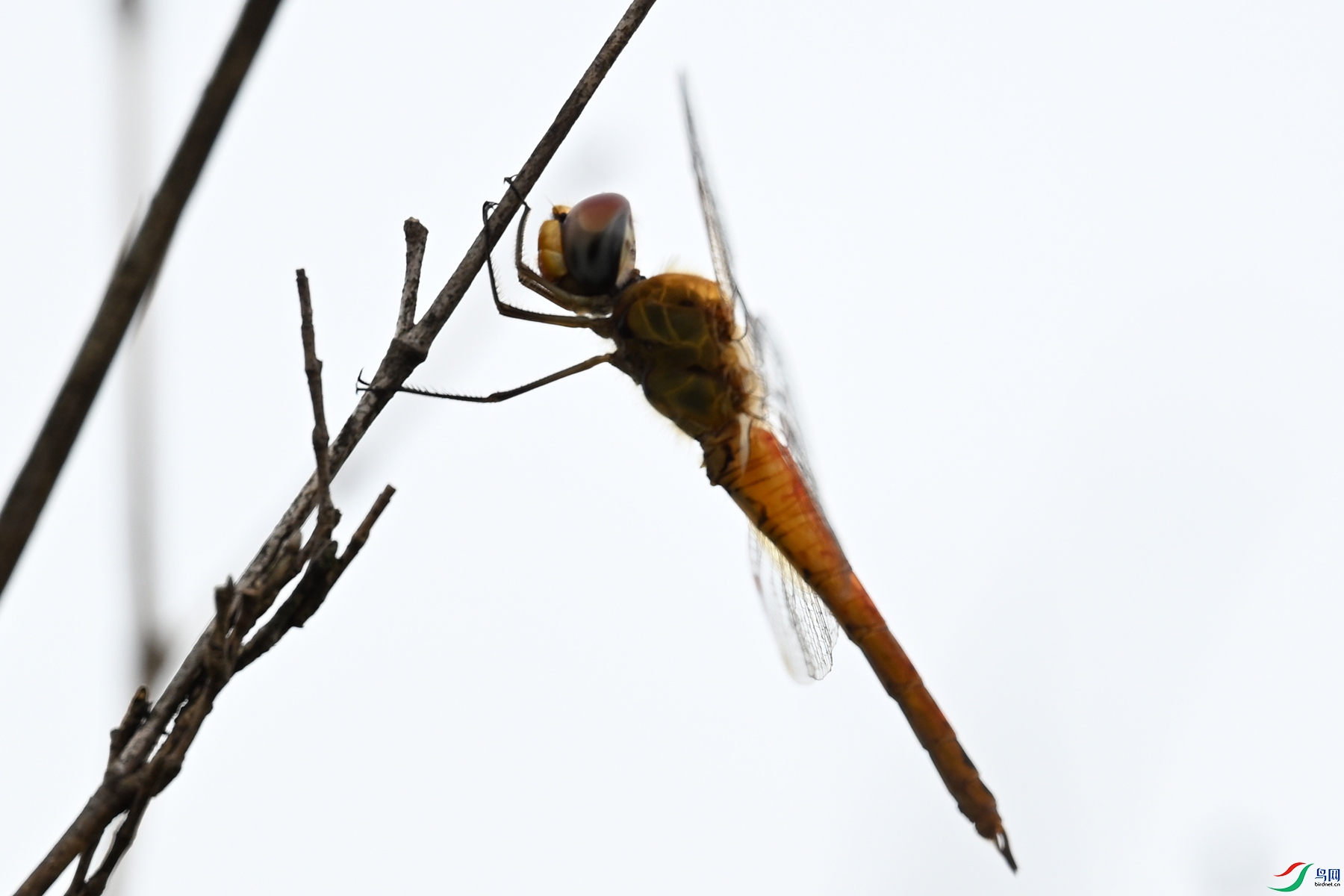 DSC_2410.JPG