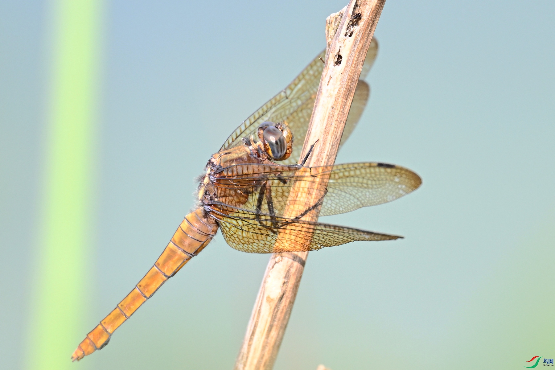 DSC_2403.JPG
