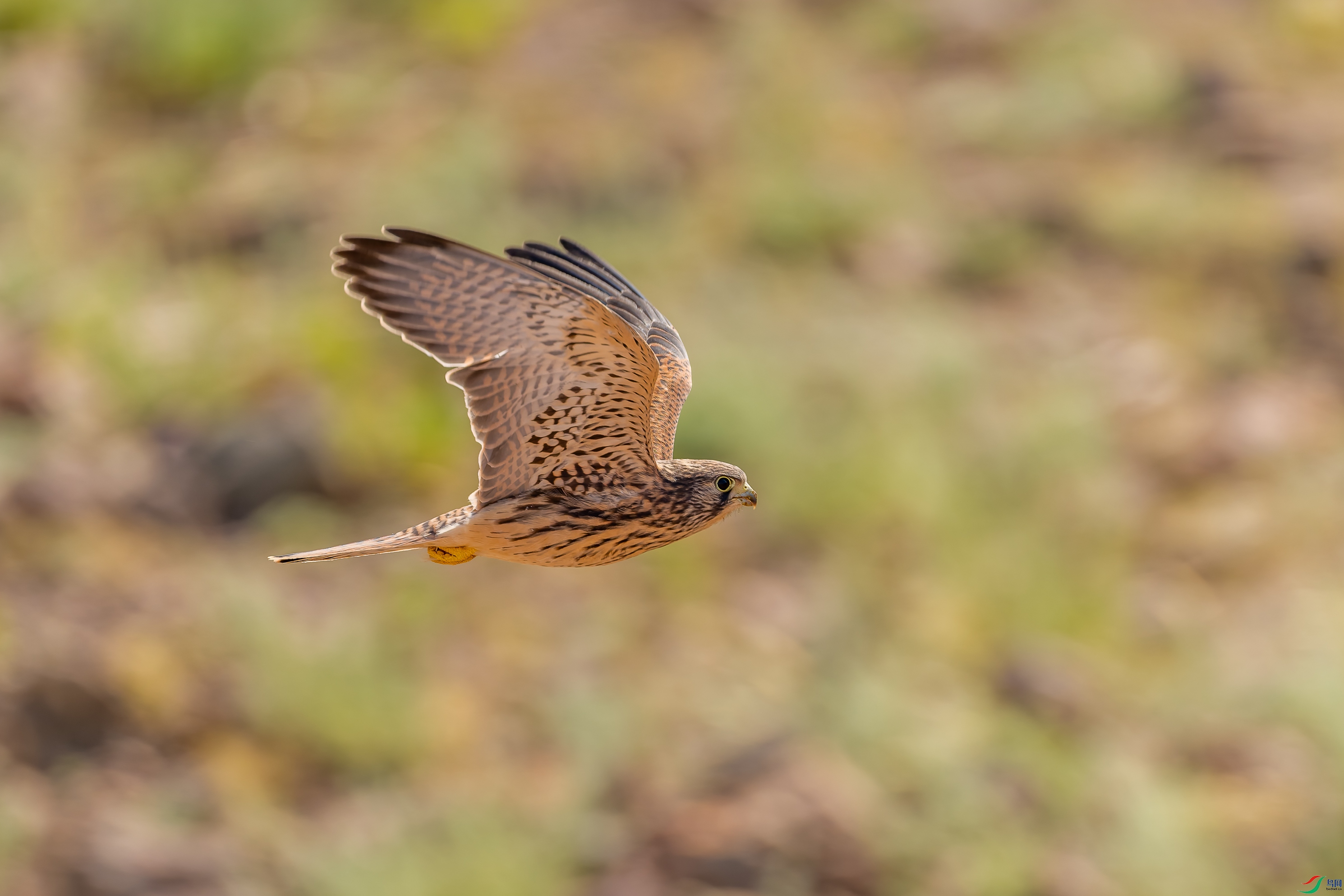 DSC09793-4M.jpg
