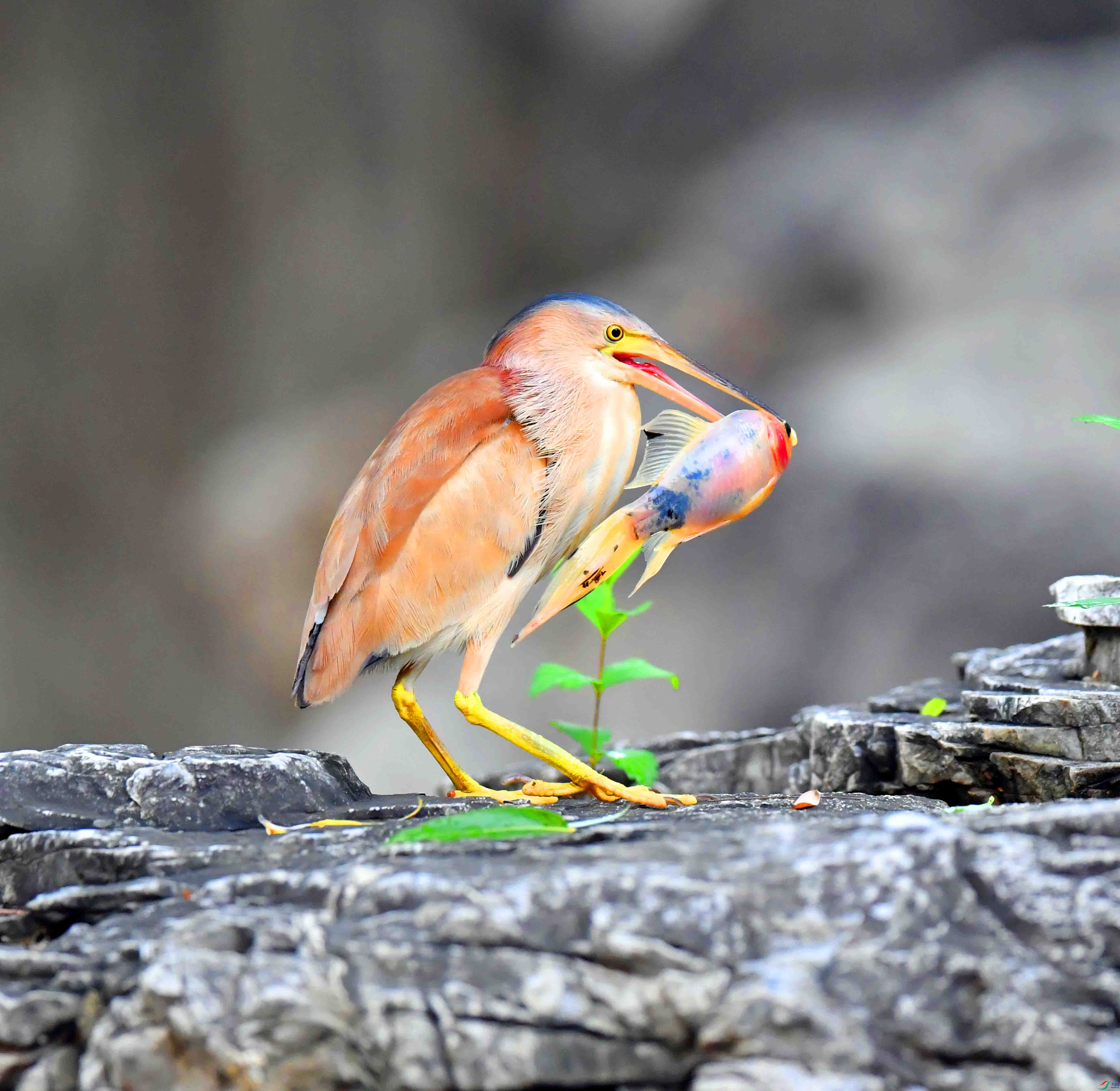 DSC_1216.JPG