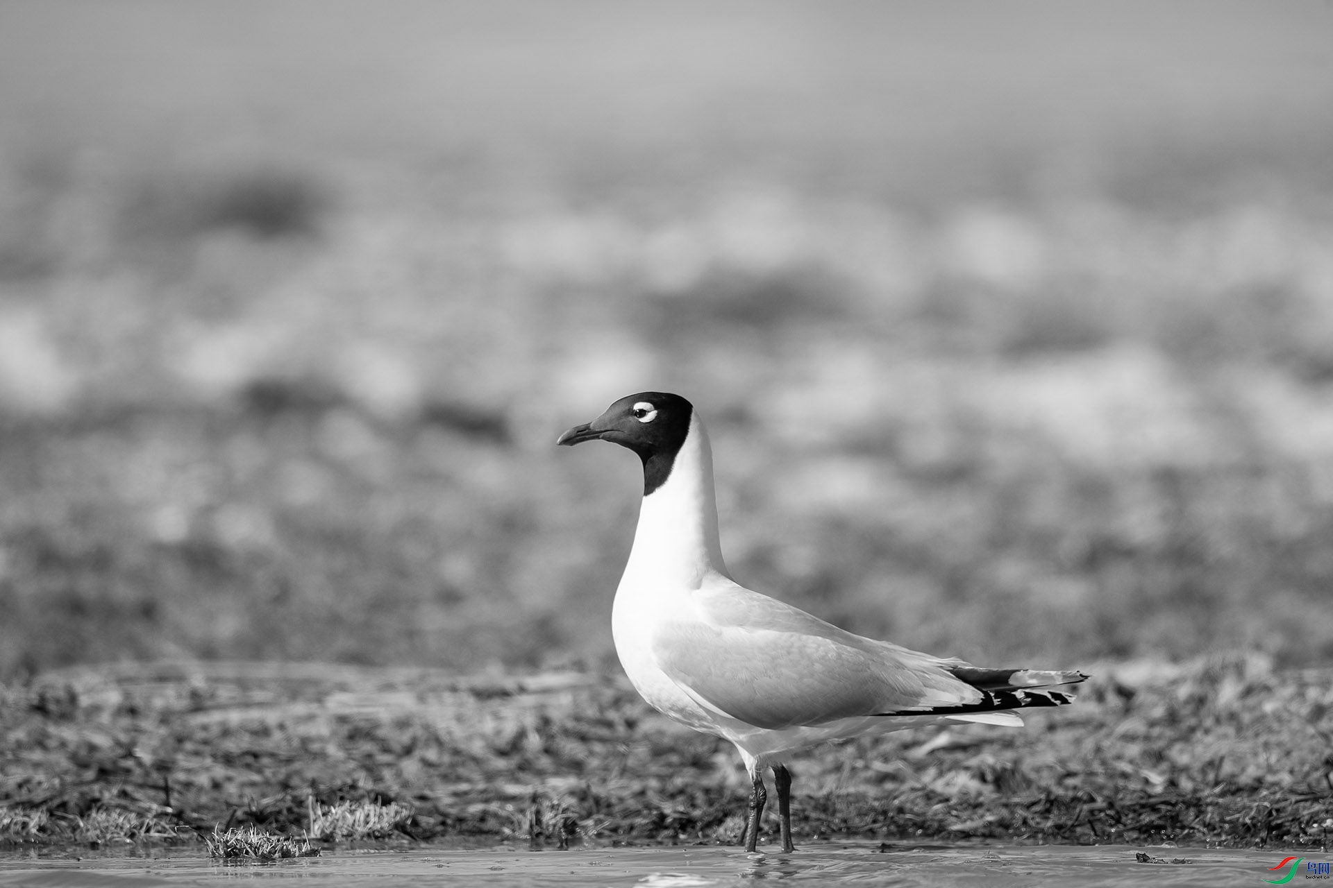 _DSC57650.jpg